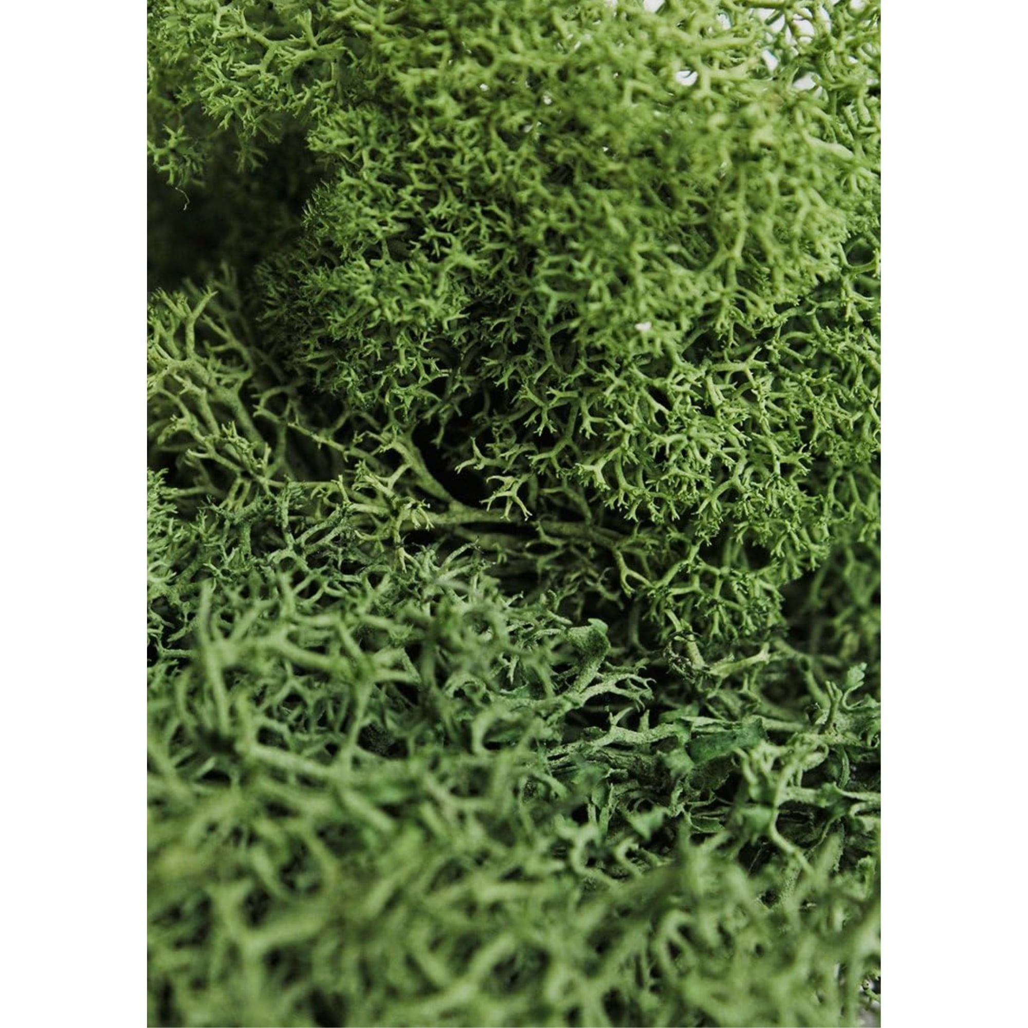 SuperMoss Preserved Reindeer Moss Decorative Craft Filler (Green, 8 oz) 8554h