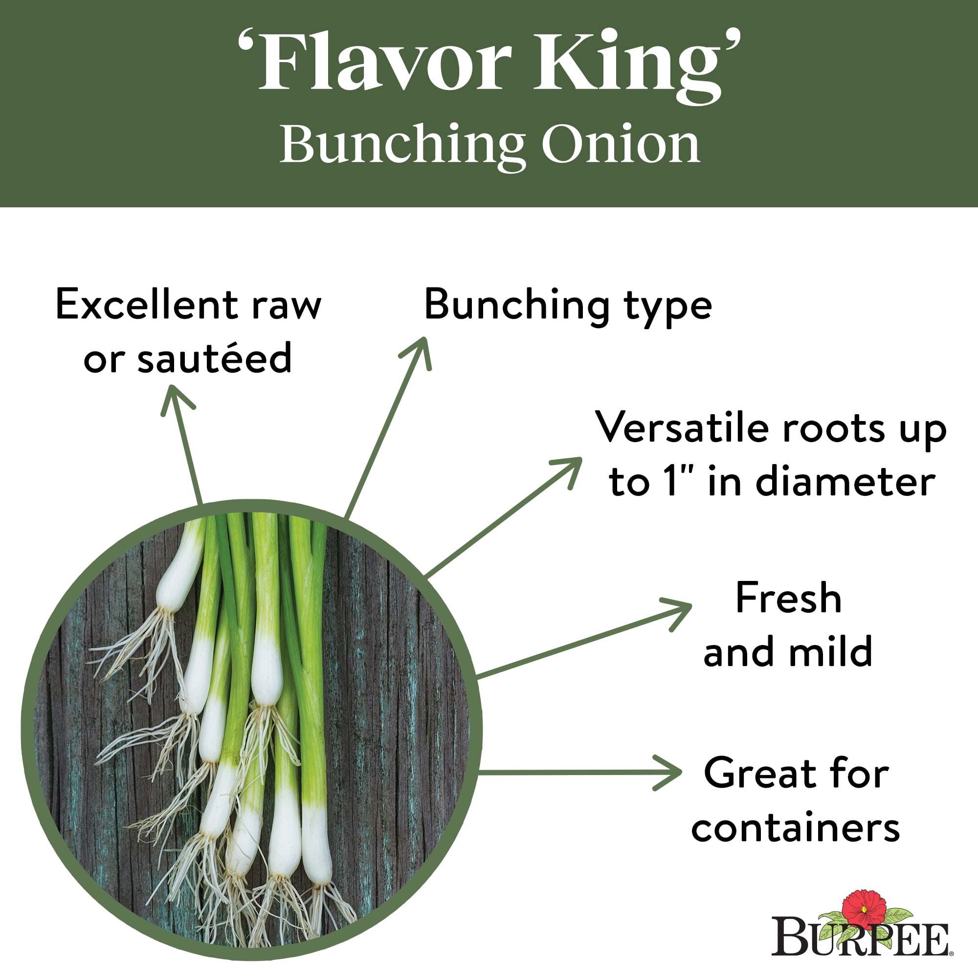 Burpee Flavor King Bunching Onion Seeds (Container-Friendly, Vegetable Gardening, 1-Pack) y87n3