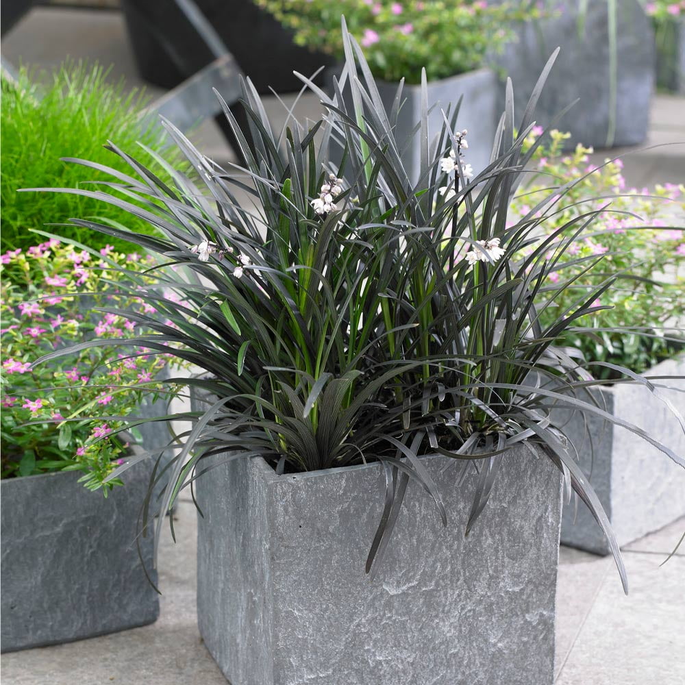 Brighter Blooms Black Mondo Grass Ornamental Perennial Plant (Black, 1 gal) nrtom