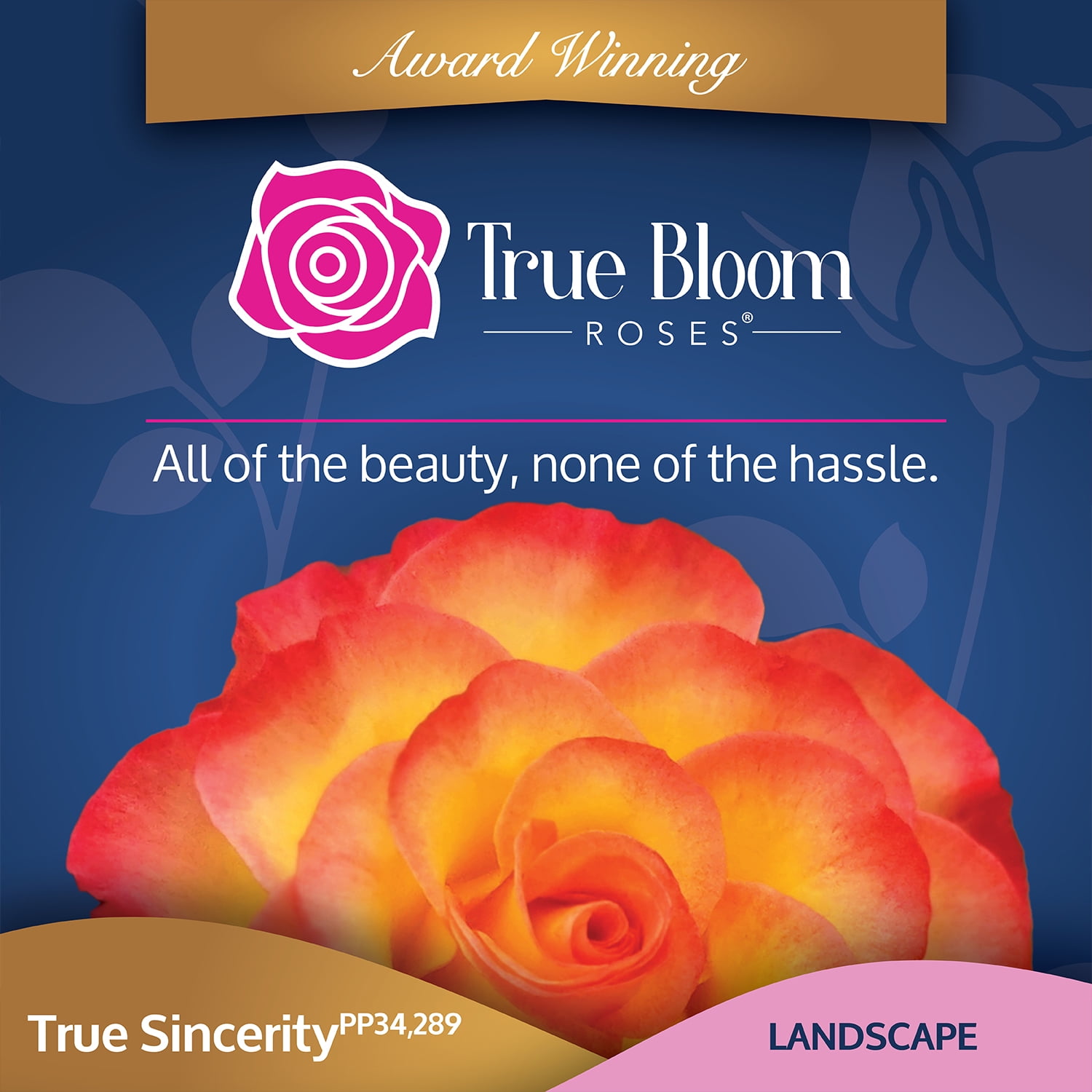 Altman Plants True Bloom True Sincerity Rose Bush (Pink and Yellow, 2 gal) 77l5k
