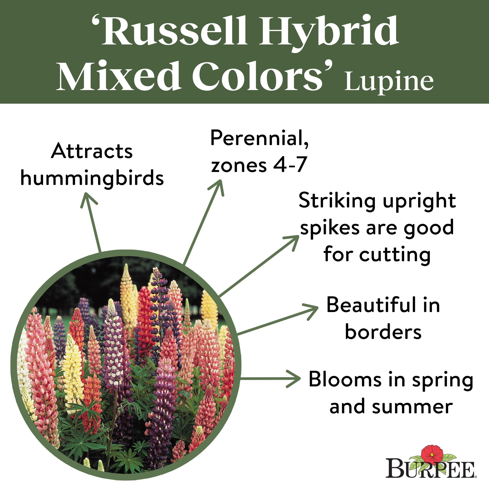 Burpee Russell Hybrid Lupine Seeds (Mixed Colors, 0.04 oz) rycy1