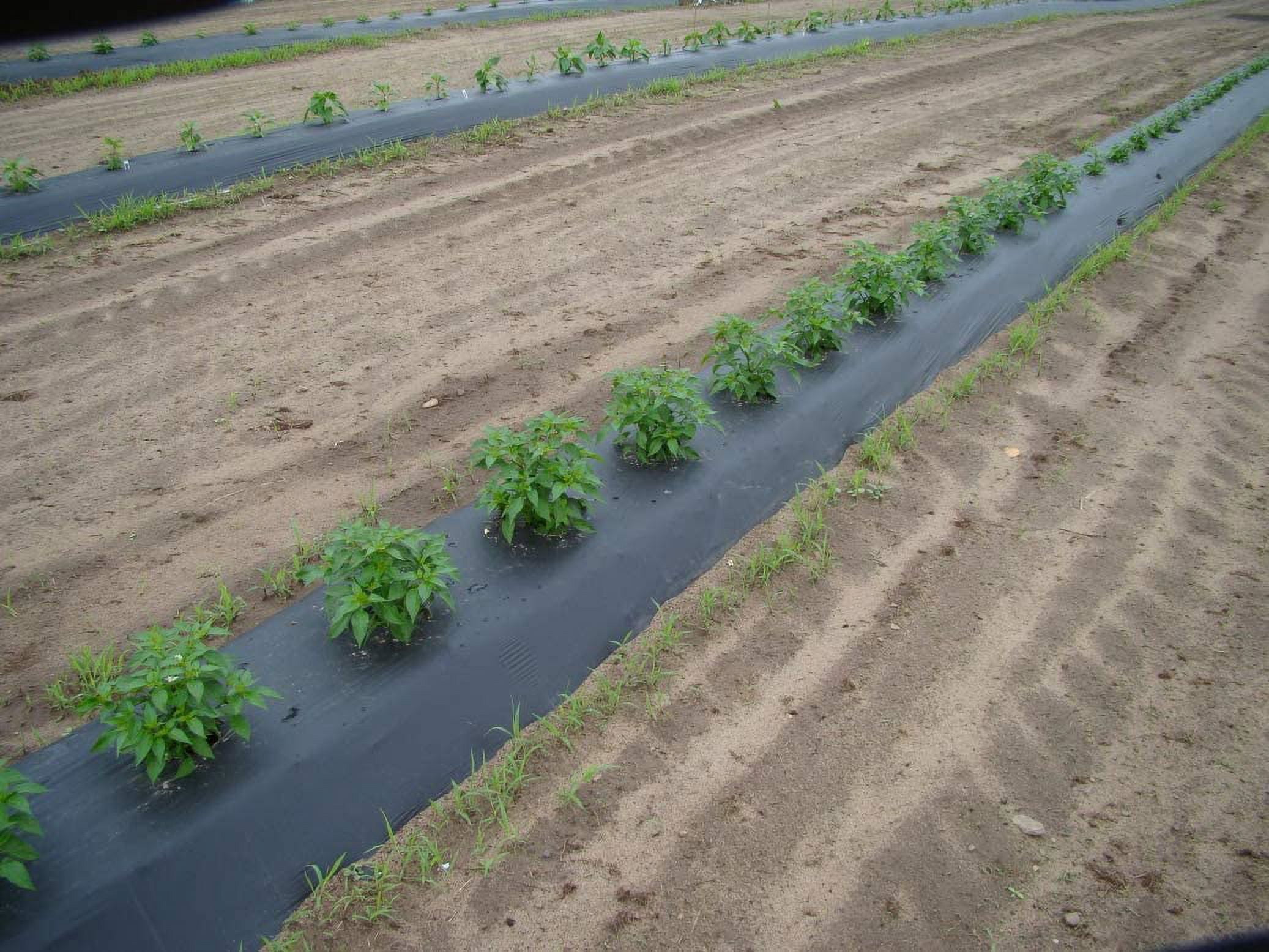 UCATQ Embossed Plastic Mulch Film for Weed Control (Black, 4 ft x 2400 ft) 7bb2r