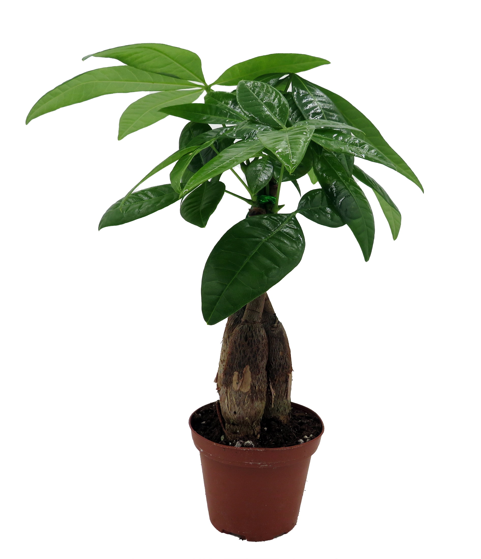 Hirt's Gardens Twisted Money Tree Pachira Indoor Houseplant (Green, 3 in Pot) m14kh