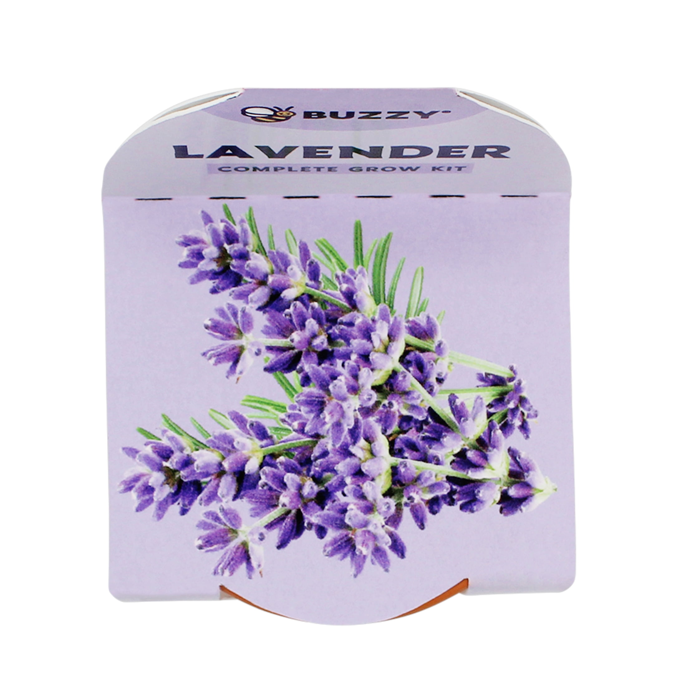 Buzzy Lavender Herb Growing Kit with Terra Cotta Pot (2.75 in) ve37s - Image 5