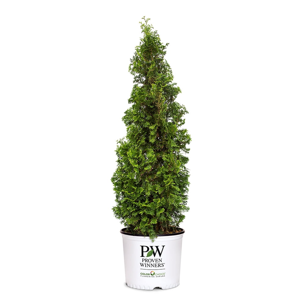 Proven Winners ColorChoice Sting Arborvitae Live Shrub (Green, 2 Gallon) d8wci