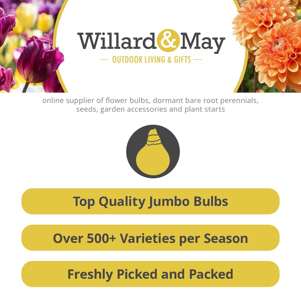 Holland Bulb Farms Gladiolus Flower Bulbs Grower Special Mix (Assorted Colors, 75 Count) p6u9v