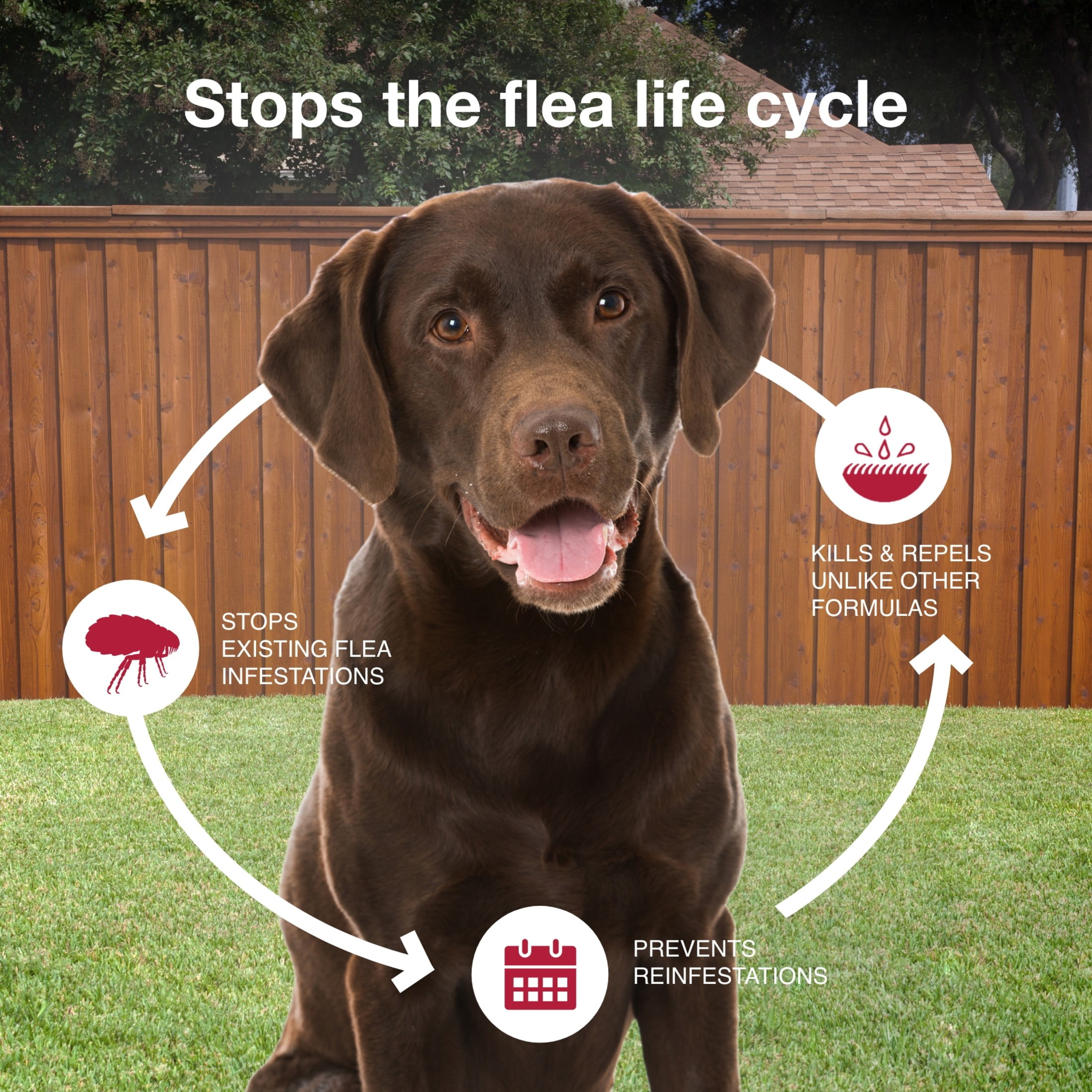K9 Advantix II Flea and Tick Topical Prevention for Extra Large Dogs (55 lbs+, 2-Month Supply) msu2v