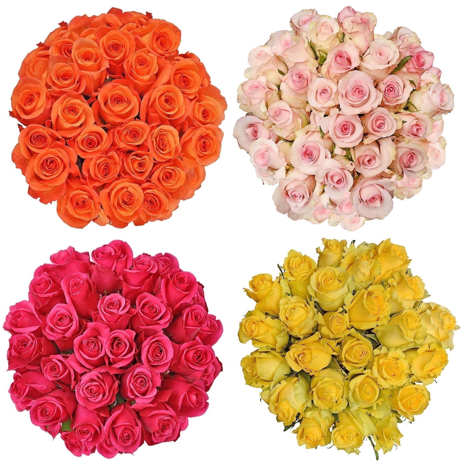 Bloomingmore Assorted Fresh Cut Roses, Farm Direct Floral Arrangement (Multi-Color, 100 Stems, 24 in) jpggh