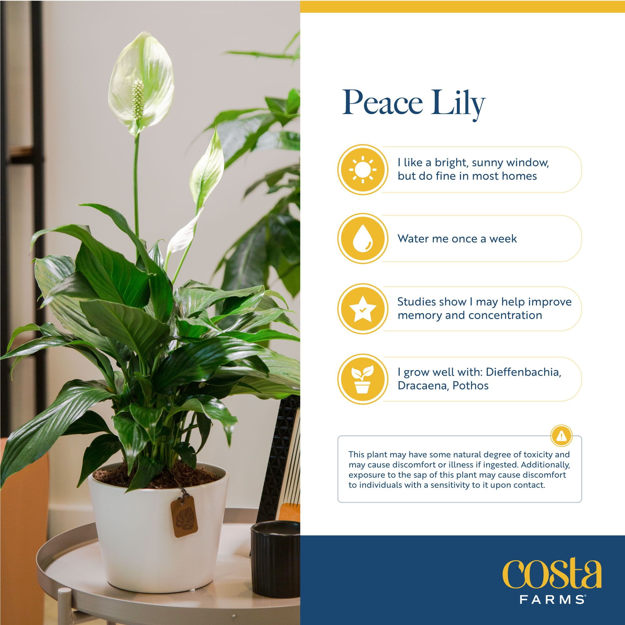 Costa Farms Peace Lily Live Indoor Plant (Green, 12 in Height, 5 in Self-Watering Pot) 20f3c