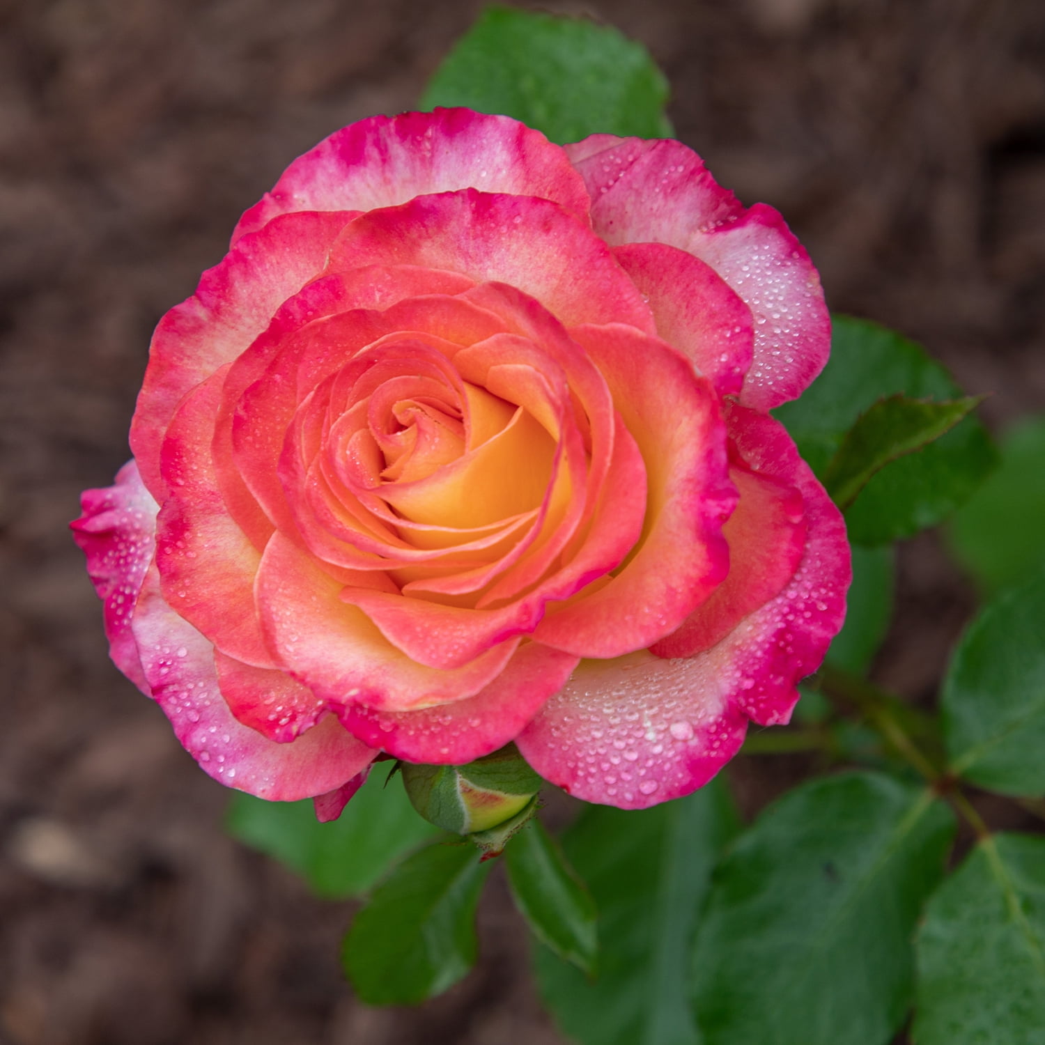 Altman Plants True Bloom True Sincerity Rose Bush (Pink and Yellow, 2 gal) 77l5k