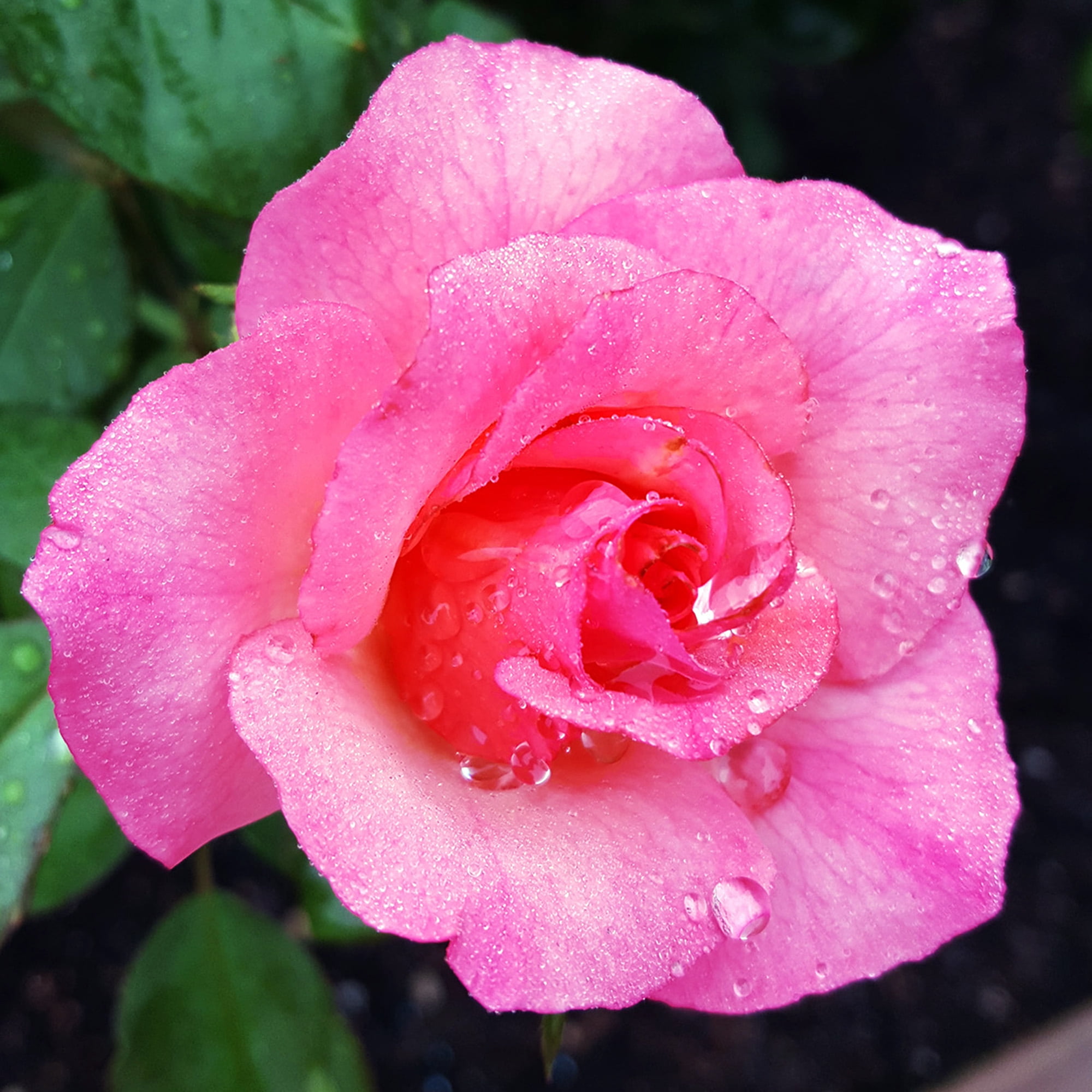 Expert Gardener Dormant Garden Rose Live Shrub (Disease Resistant, 3 ft to 4 ft Height) e8kta