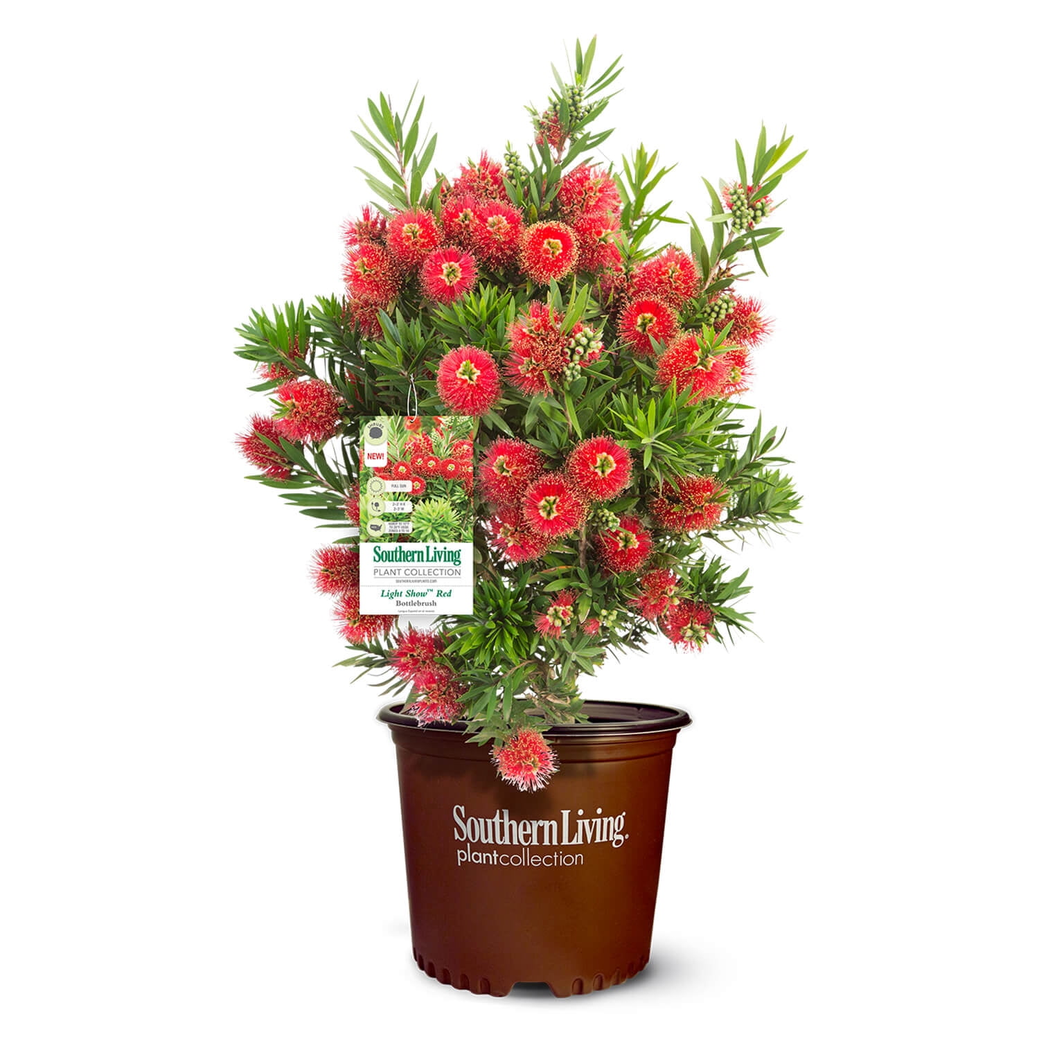 Southern Living Light Show Bottlebrush Live Shrub (Bright Red, 2 Gallon) d83eb