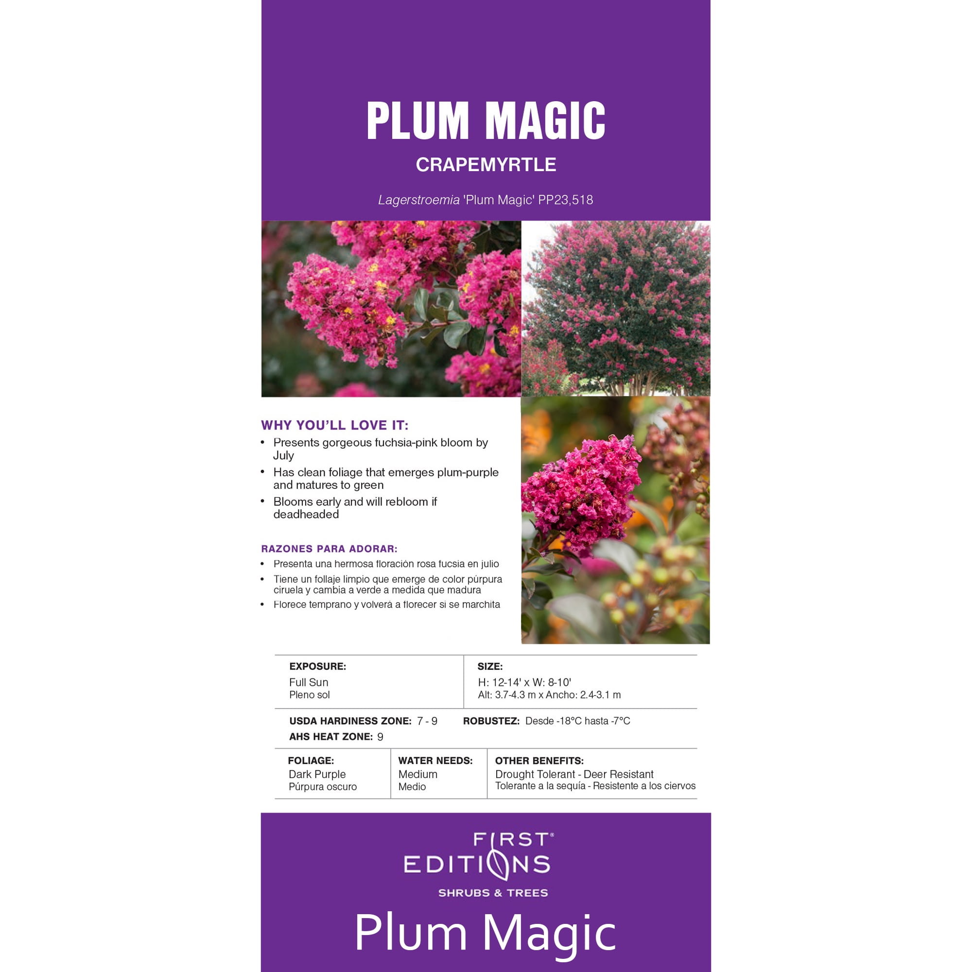 First Editions Plum Magic Crape Myrtle Live Shrub (Pink, 2 Gallon) zgzmh