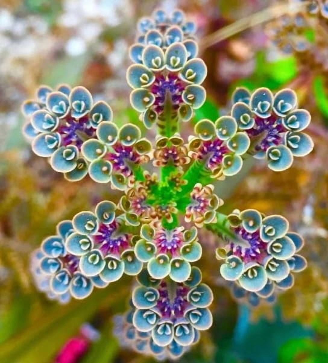 CZ Grain Mother of Millions Live Plant Kalanchoe Delagoensis (Green, 2 in) 9paa7