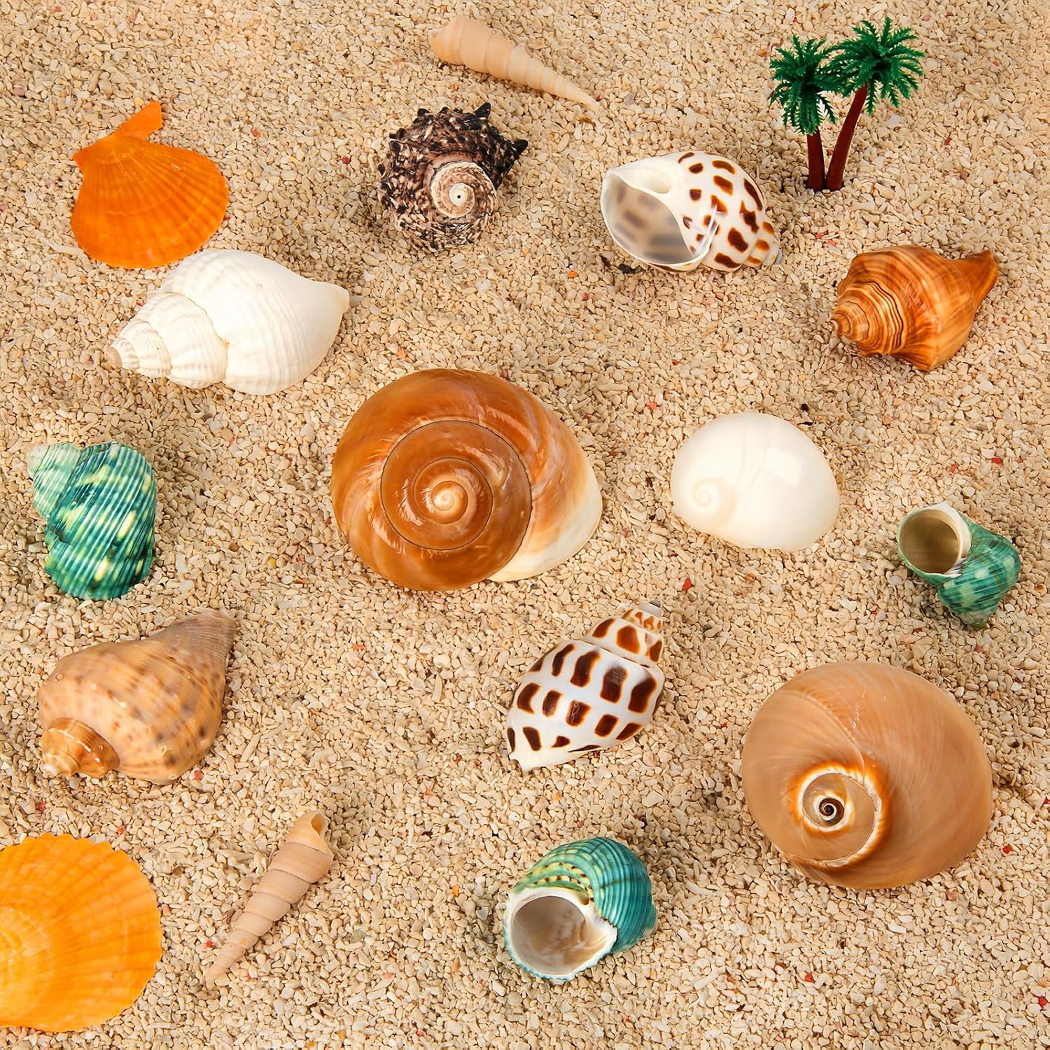 SINKOO Hermit Crab Shells Natural Sea Conch Growth Turbo Set (12 Pack, 1.6 in - 3.2 in) 2z6cy