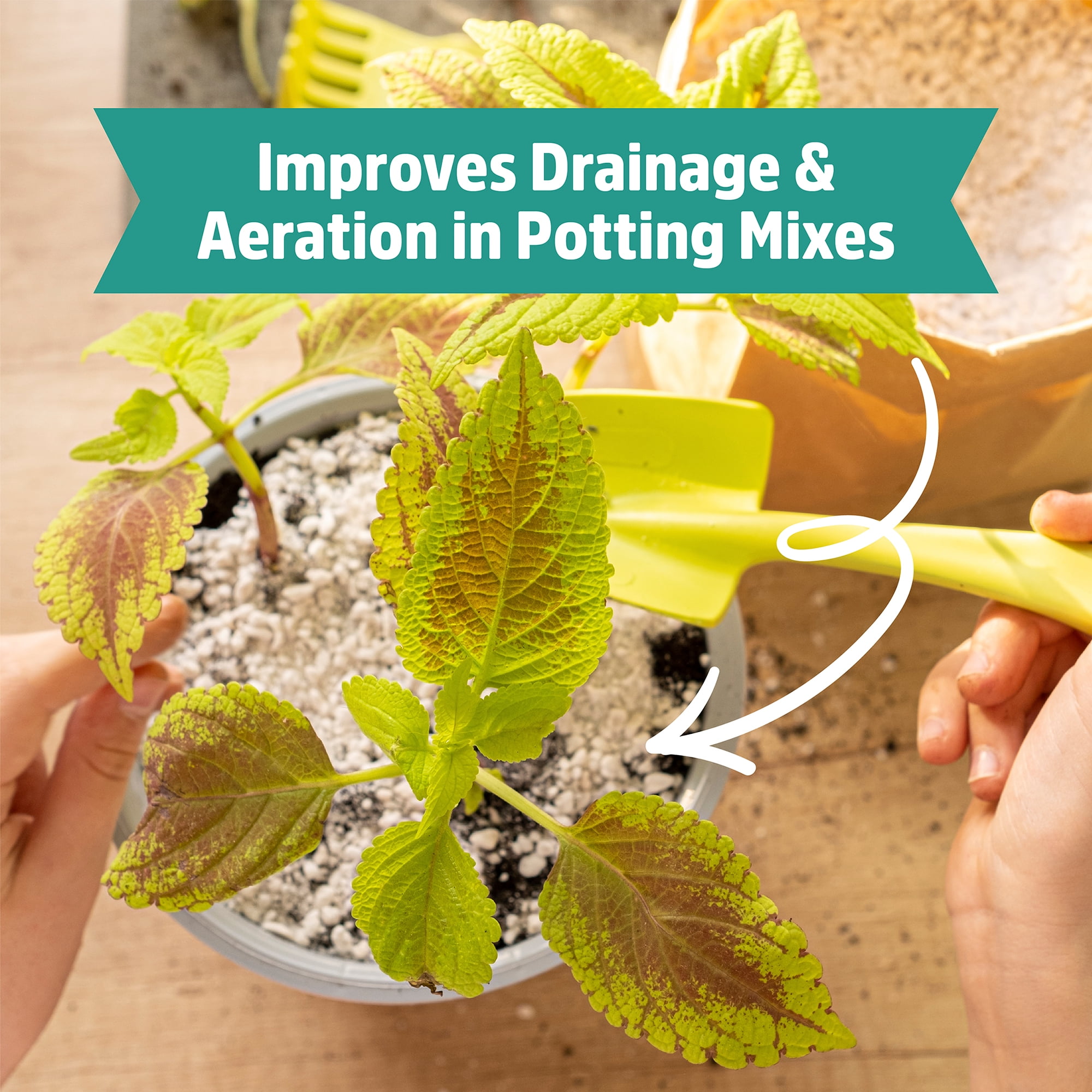 Back to the Roots Organic Perlite for Garden Soil, Soil Aeration and Drainage Amendment (8 qt) zootn
