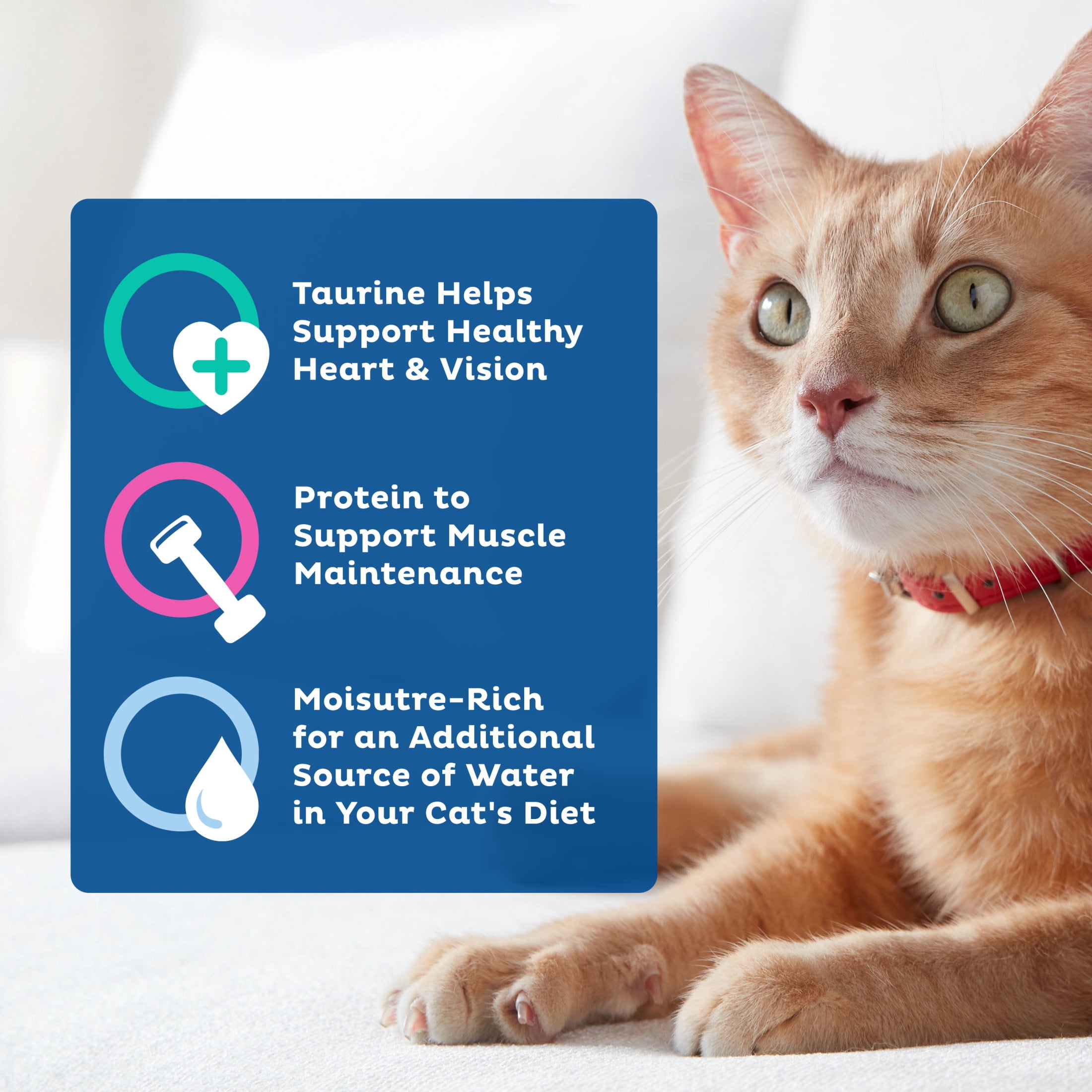 9Lives Bites Wet Cat Food, Real Chicken & Beef Recipe in Savory Gravy (5.5 oz) f60mz