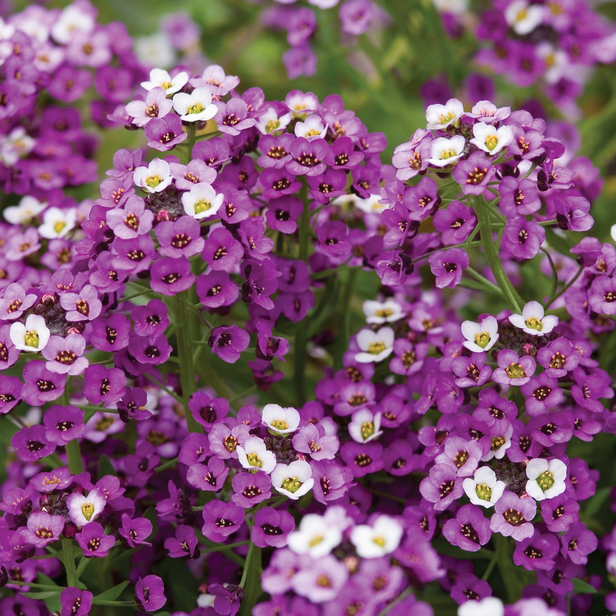 Burpee Royal Carpet Alyssum Flower Seeds (Violet, 1-Pack) zfah2
