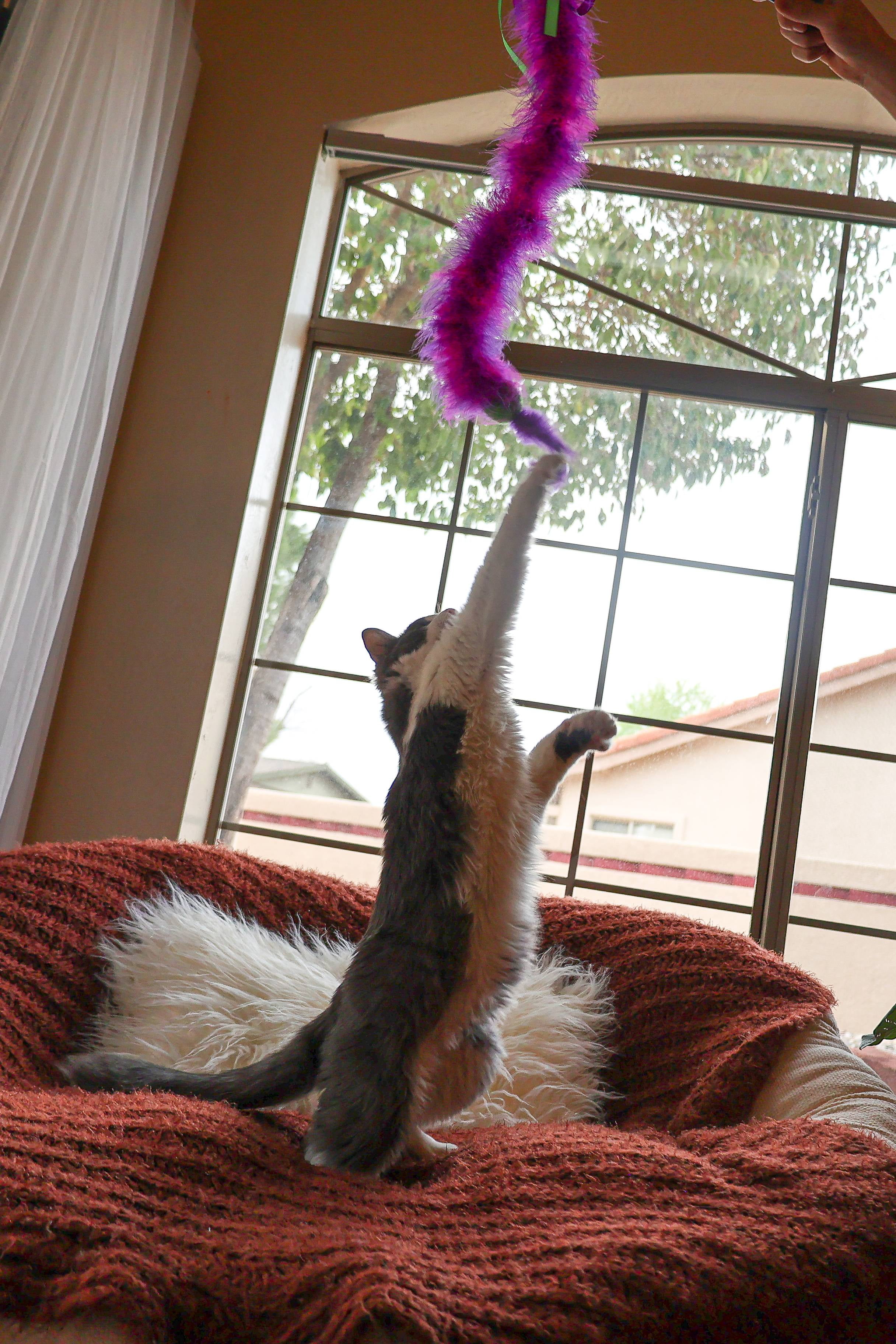 Vibrant Life Feather Wand Cat Toy Interactive Teaser with Bell (Multi-color, 1 Pack) 9gr7p