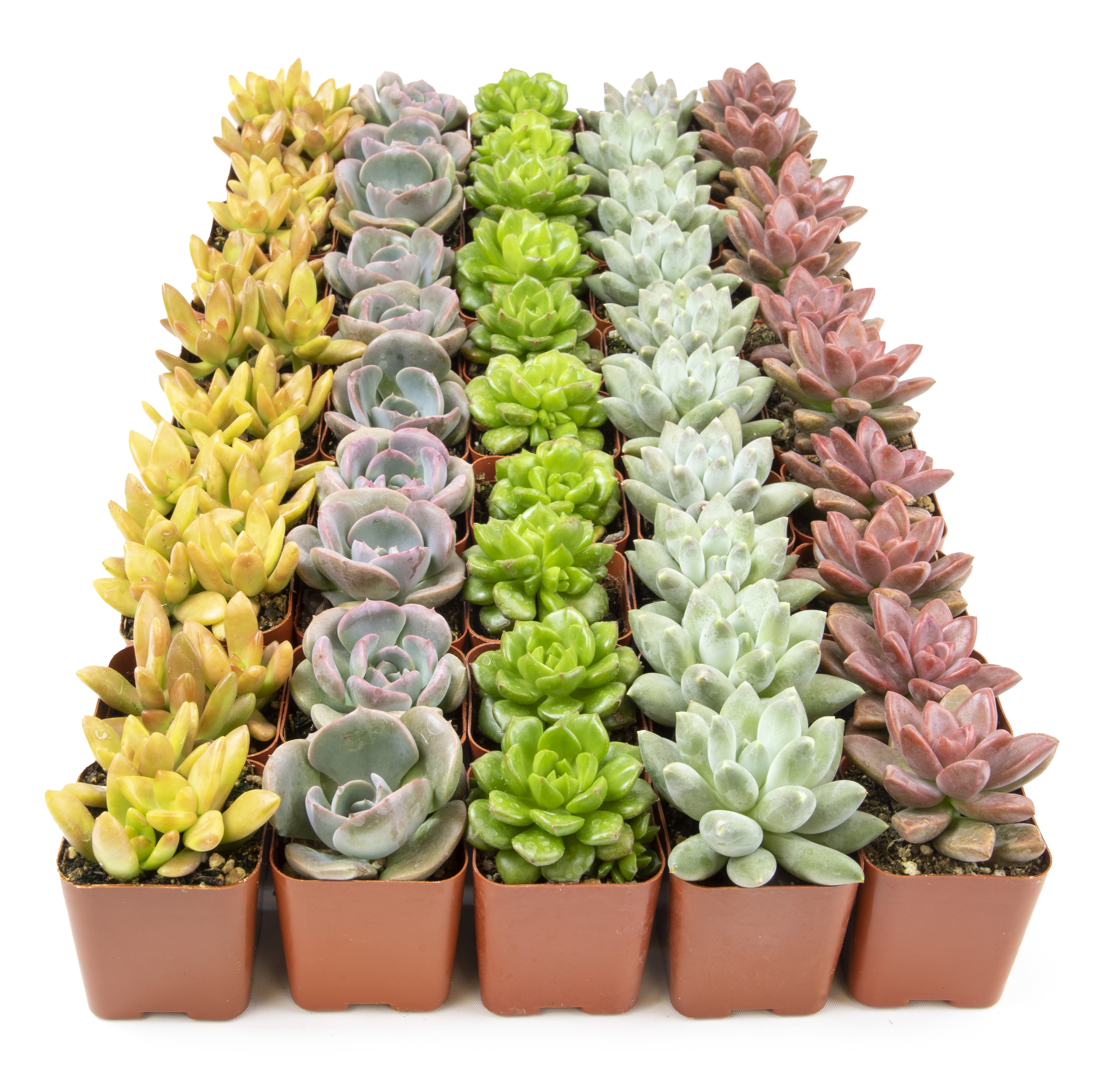 Altman Plants Live Succulent Assortment (Indoor & Outdoor Decorative Plants) (50 Pack, 2 in Pots) k66wu