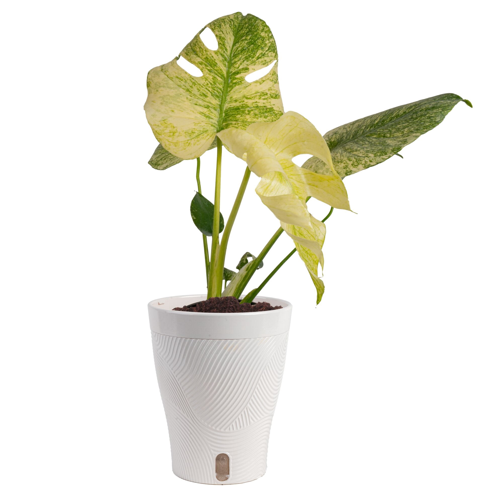 Costa Farms Monstera Deliciosa White Monster Live House Plant (White, 12 in) a727o