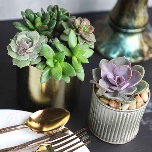Altman Plants Live Succulent Assortment (Indoor & Outdoor Decorative Plants) (50 Pack, 2 in Pots) k66wu