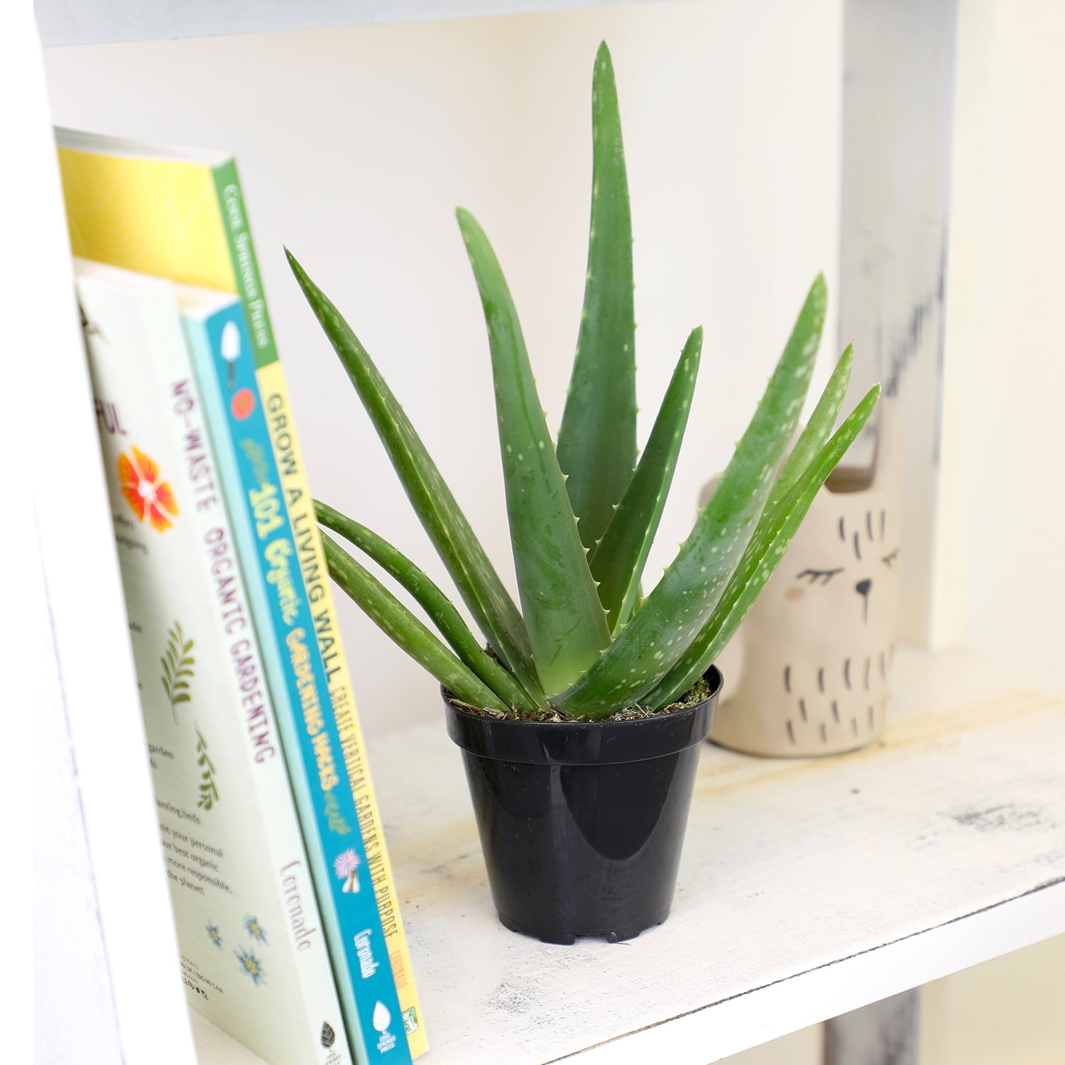 Altman Plants Live Aloe Vera Succulent Houseplant (Green, 10 in) ur4so