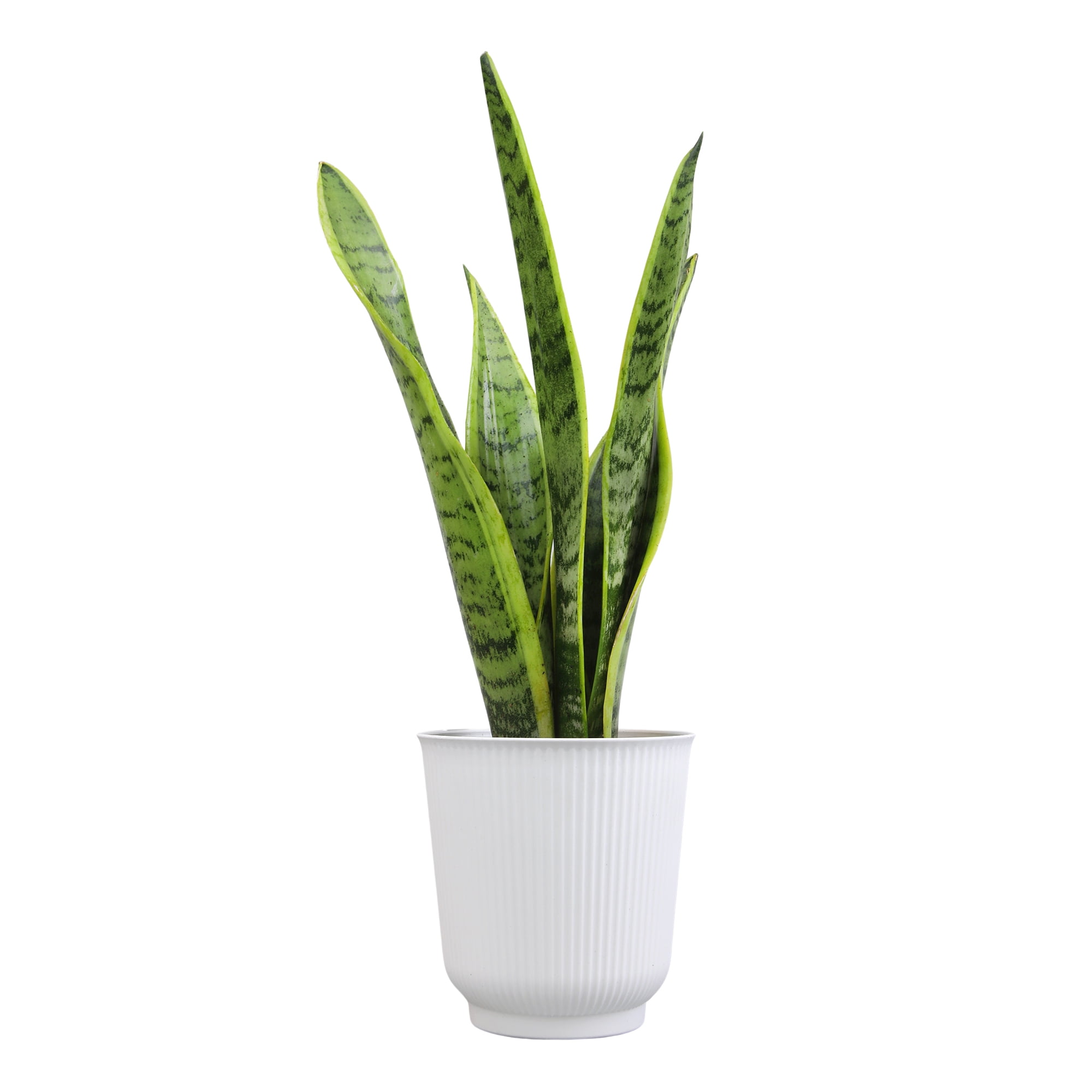 Altman Plants Laurentii Snake Plant Air Purifying Indoor Houseplant (Green, 4.25 in) 26jf3