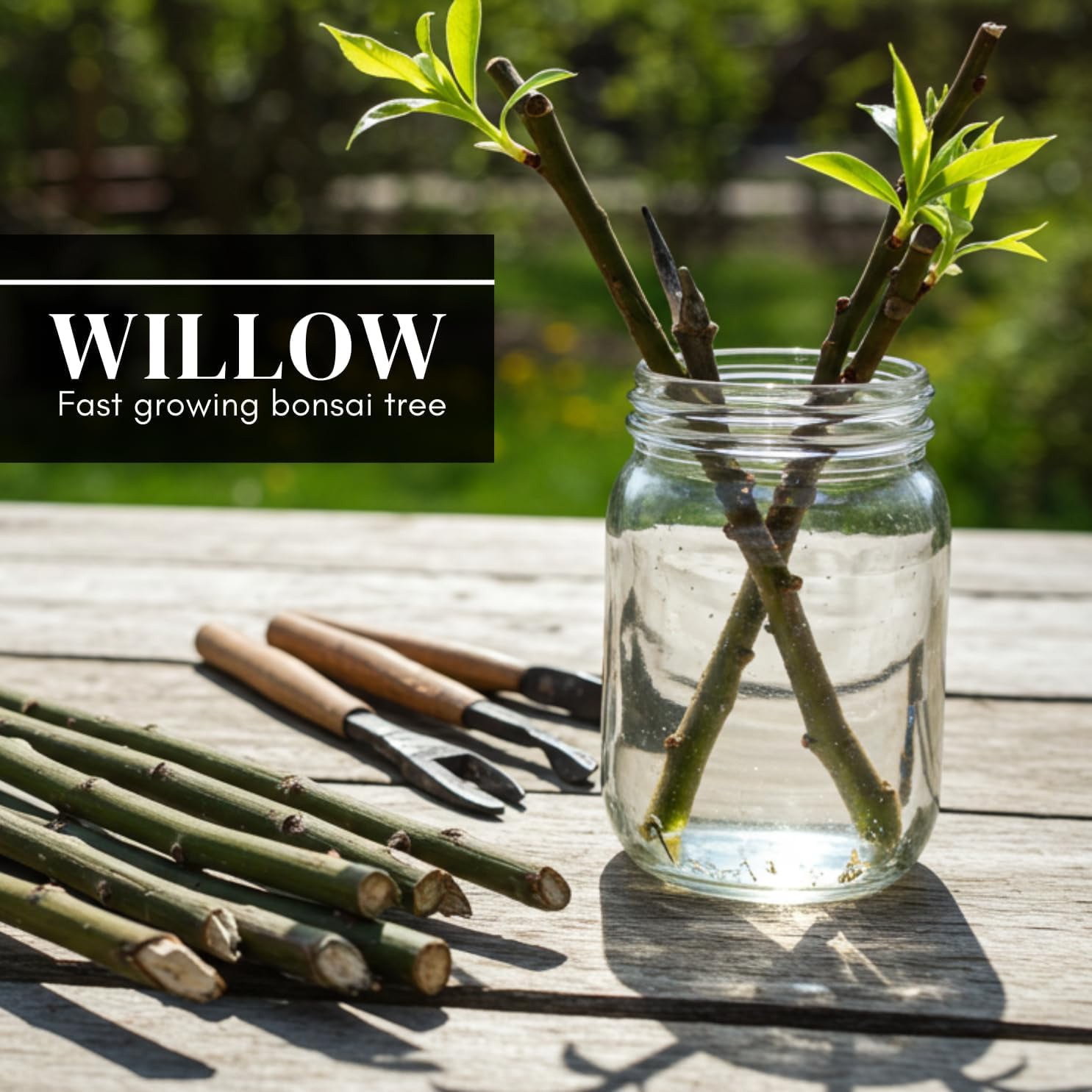 CZ Grain Willow Bonsai Tree Starter Cutting (Thick Trunk, Fast Growing) 1d566