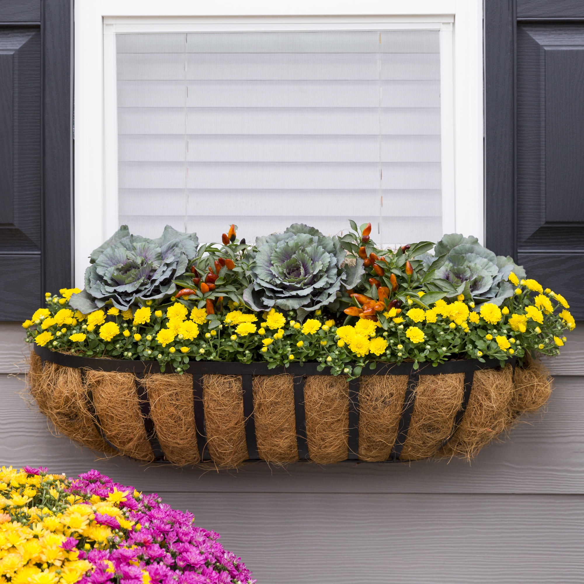 Expert Gardener Yellow Chrysanthemum Live Fall Plant (Yellow, 6-Pack, 1 pt) iffod
