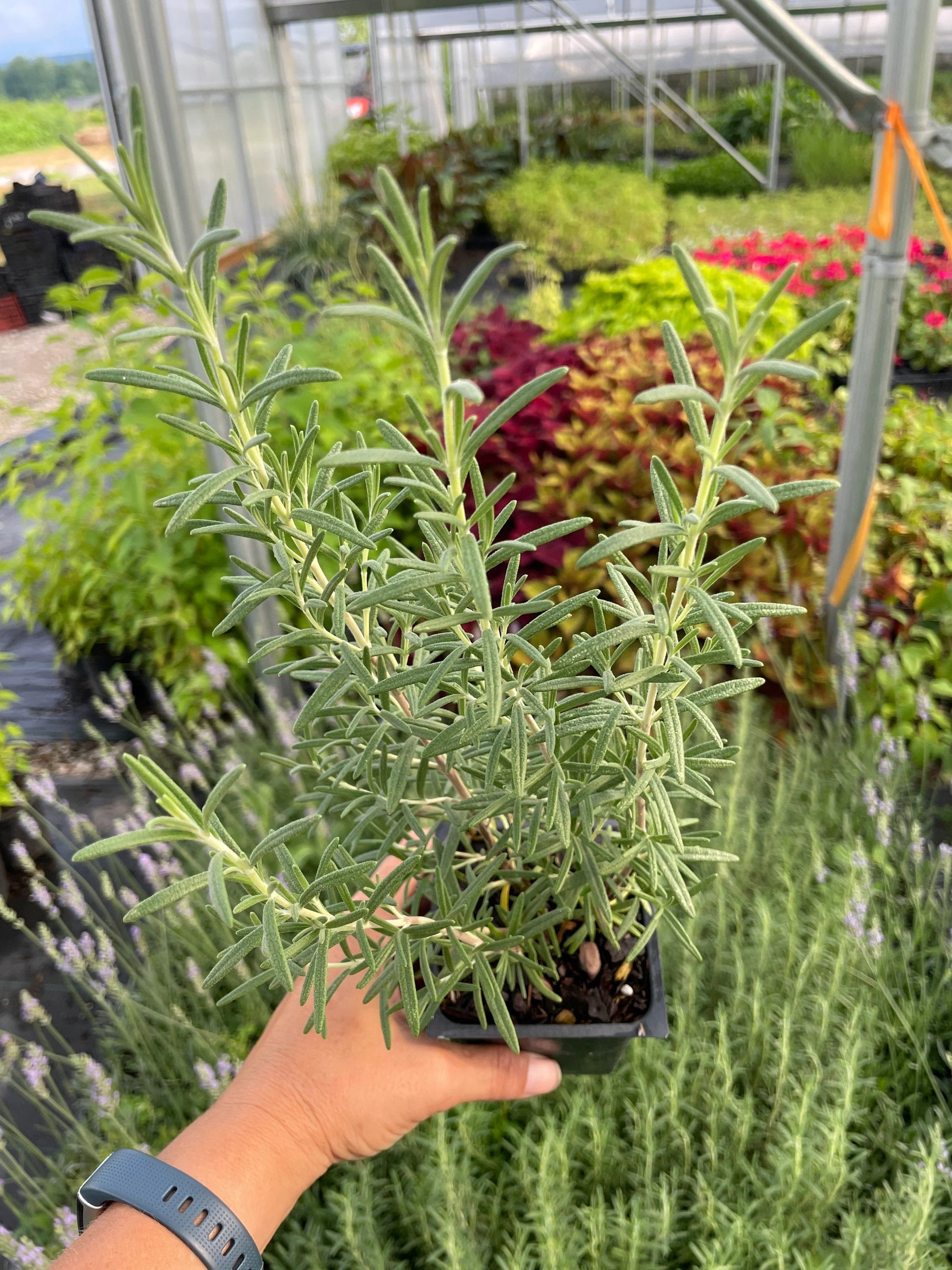 Daylily Nursery BBQ Rosemary Herb Plant (Green, 3.5 in) m62jy