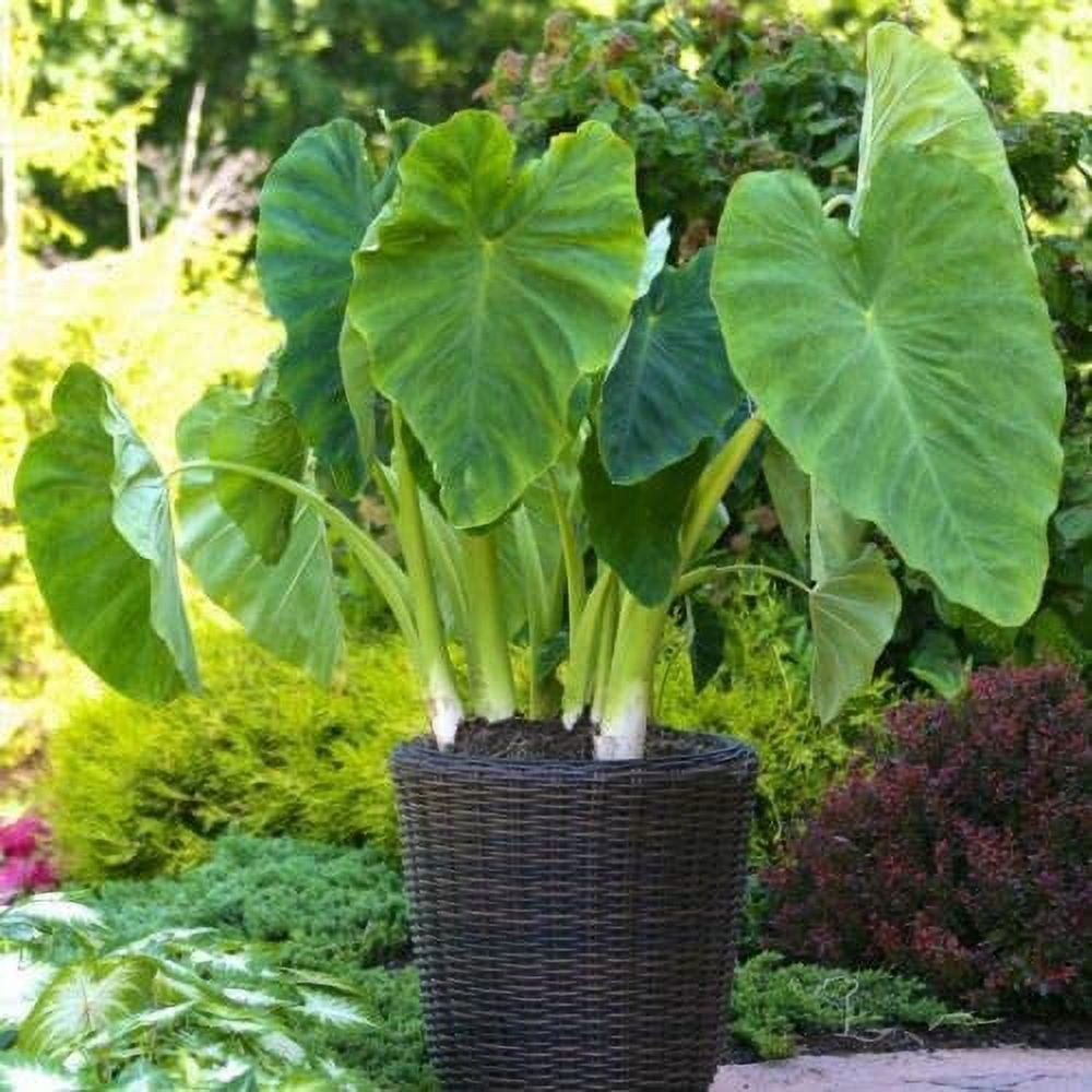 Greenhouse PCA Elephant Ears Colocasia Esculenta Tropical Garden Bulbs (Green, 3 Pack) 2cwqj