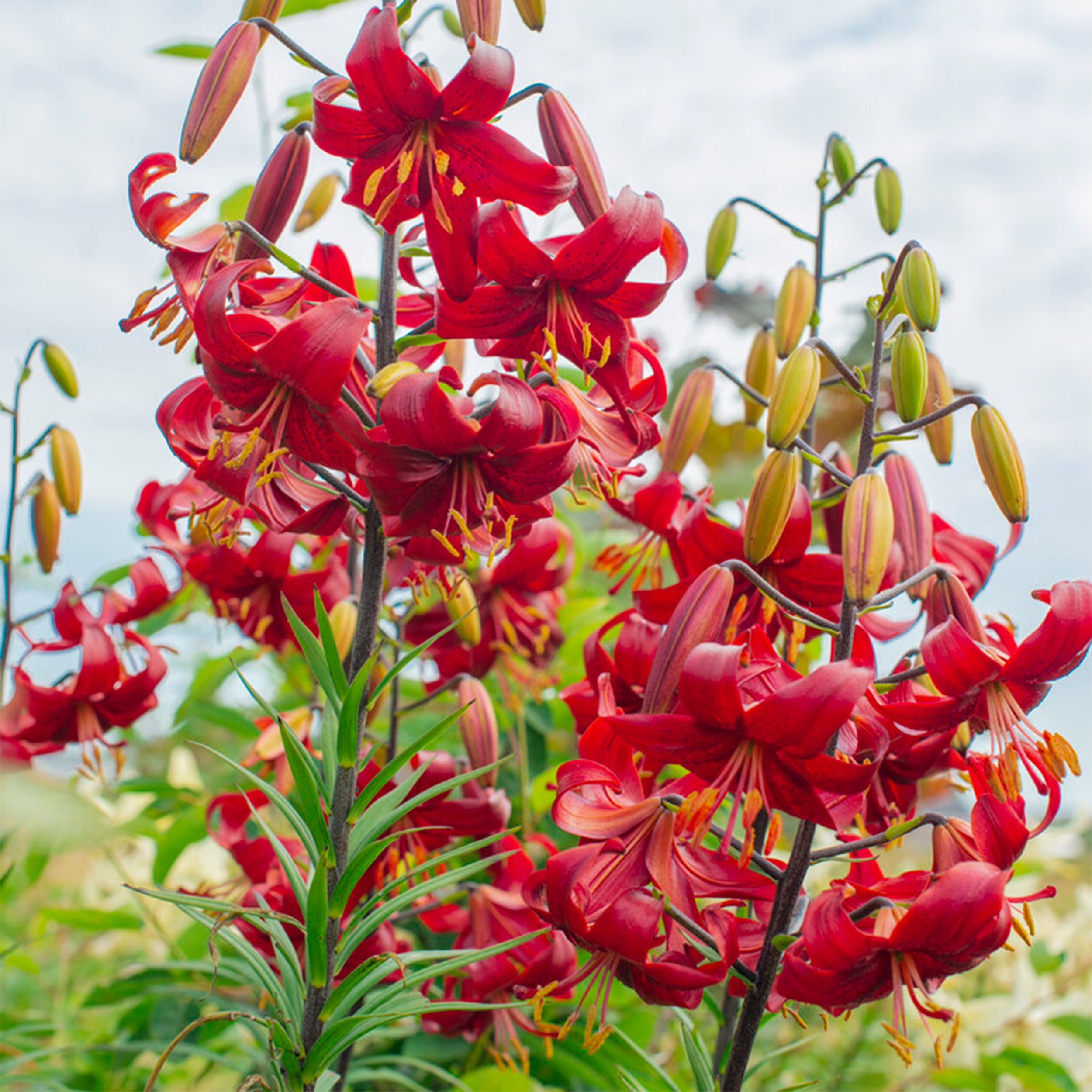 Garden State Bulb Co. Red Velvet Asiatic Lily Flower Bulbs (Red, 10 Pack) q6gwr
