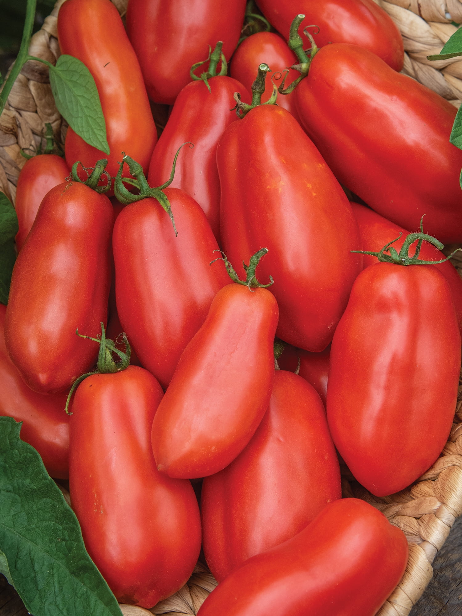 Burpee San Marzano Tomato Seeds for Home Gardening (1-Pack, 40 in Height) bkwyk