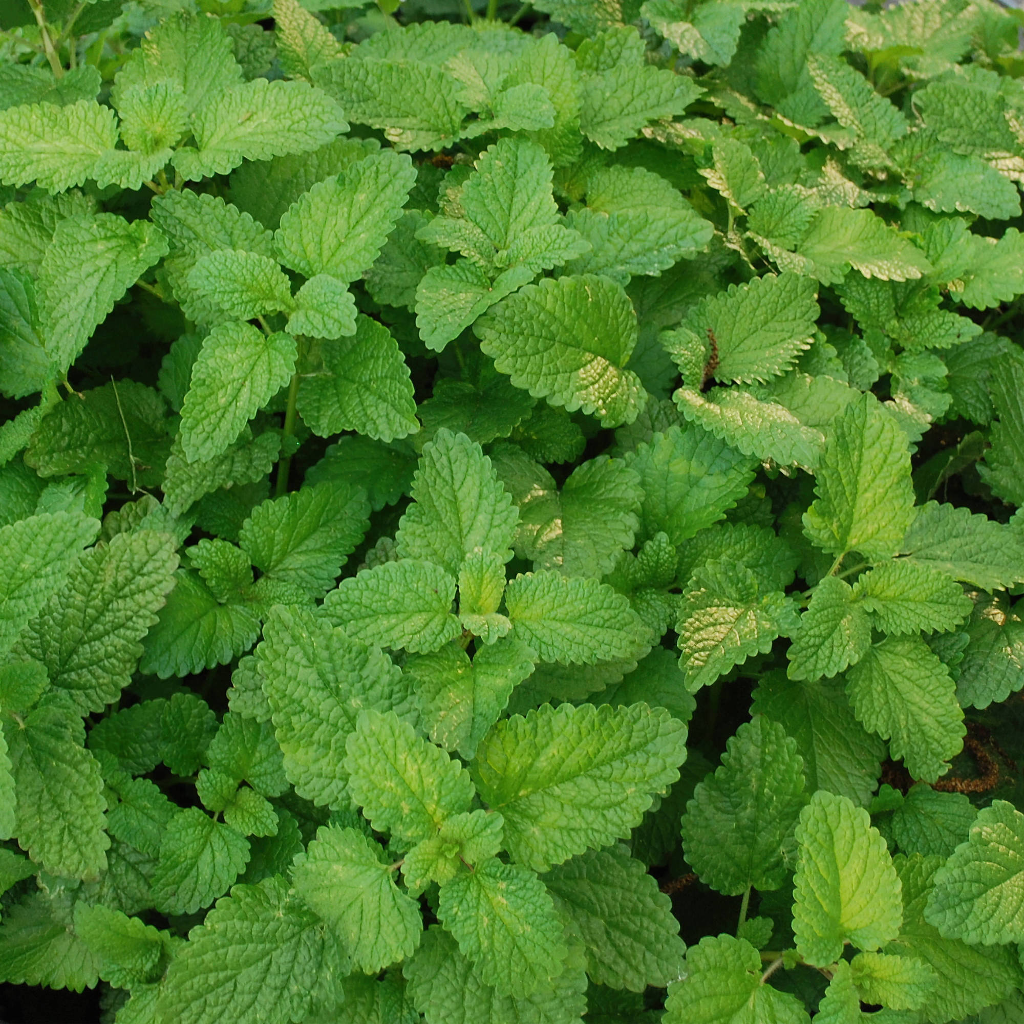 Bonnie Plants Lemon Balm Herb Plant (Green, 19.3 oz, 2-Pack) gpm67
