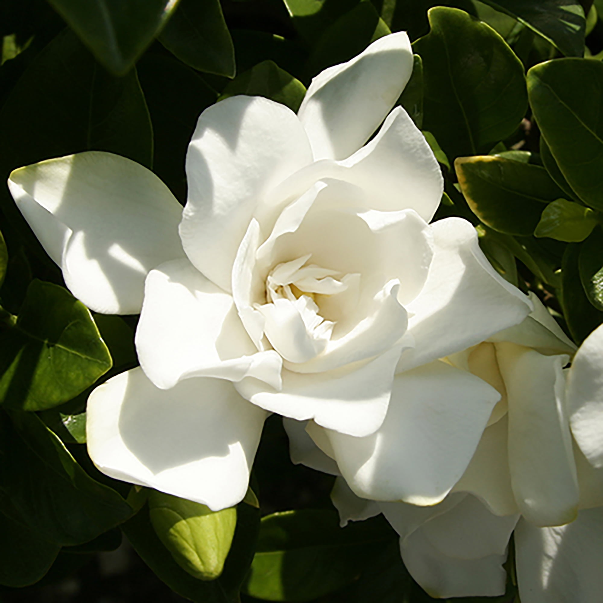 Southern Living Jubilation Gardenia Live Shrub (Evergreen Flowering Plant, 2-Gallon) 86td1