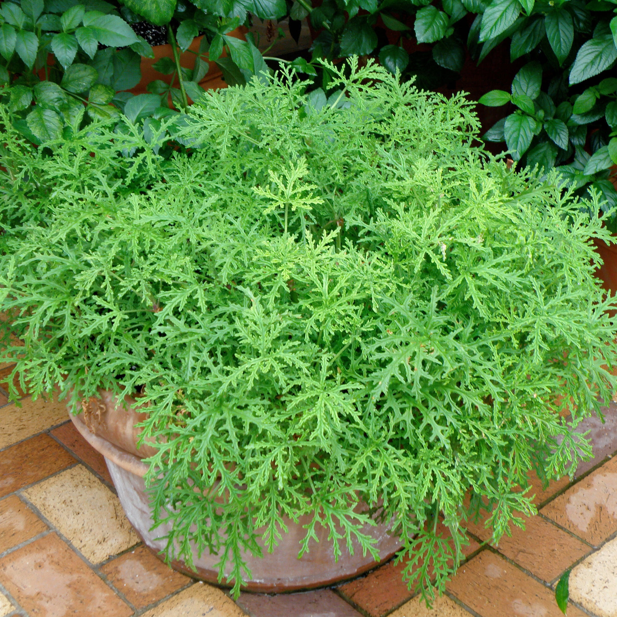 Bonnie Plants Citronella Live Herb Plant (Green, 2.32 qt) w8by4