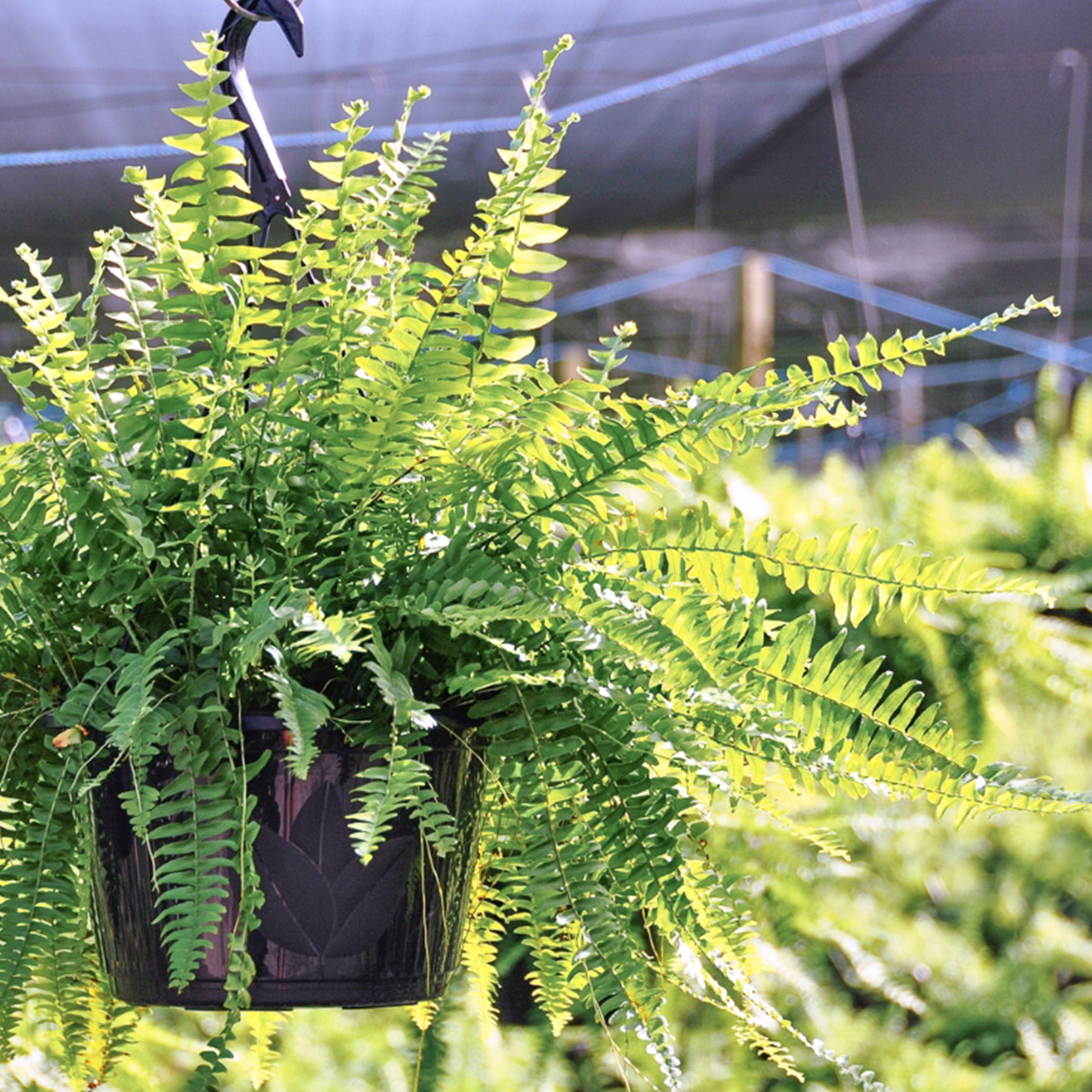 United Nursery Boston Fern Live Tropical Plant (Green, 2-Pack, 10 in Hanging Basket) sq7dl