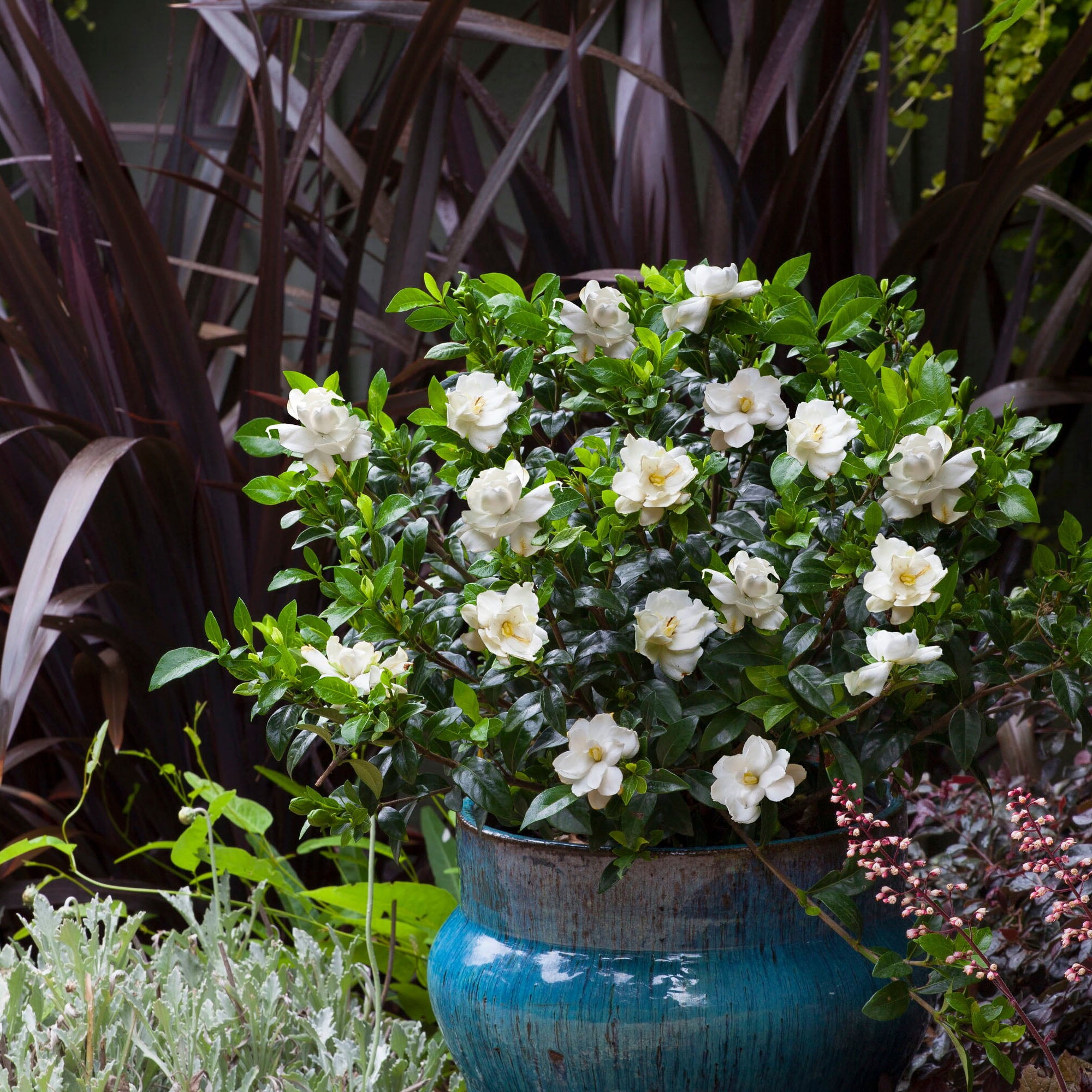 Expert Gardener Gardenia Frostproof Live Shrub (Green, 2.25 gal) tb2lf