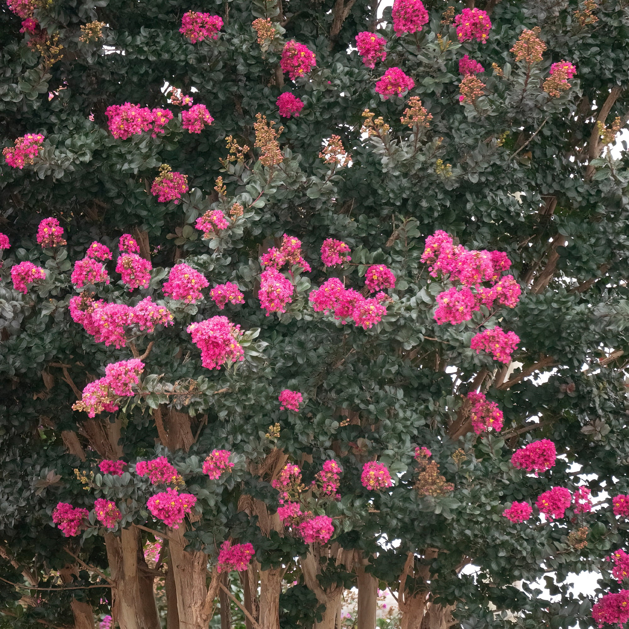 First Editions Plum Magic Crape Myrtle Live Shrub (Pink, 2 Gallon) zgzmh