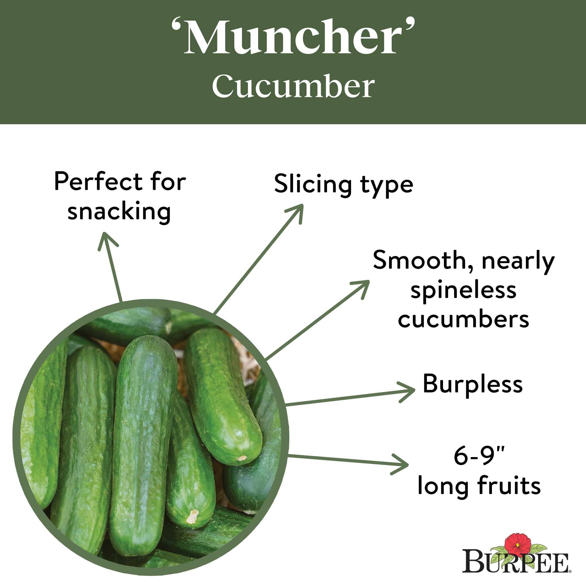Burpee Organic Muncher Cucumber Seeds (Heirloom Vegetable, 6-9 in) utgis
