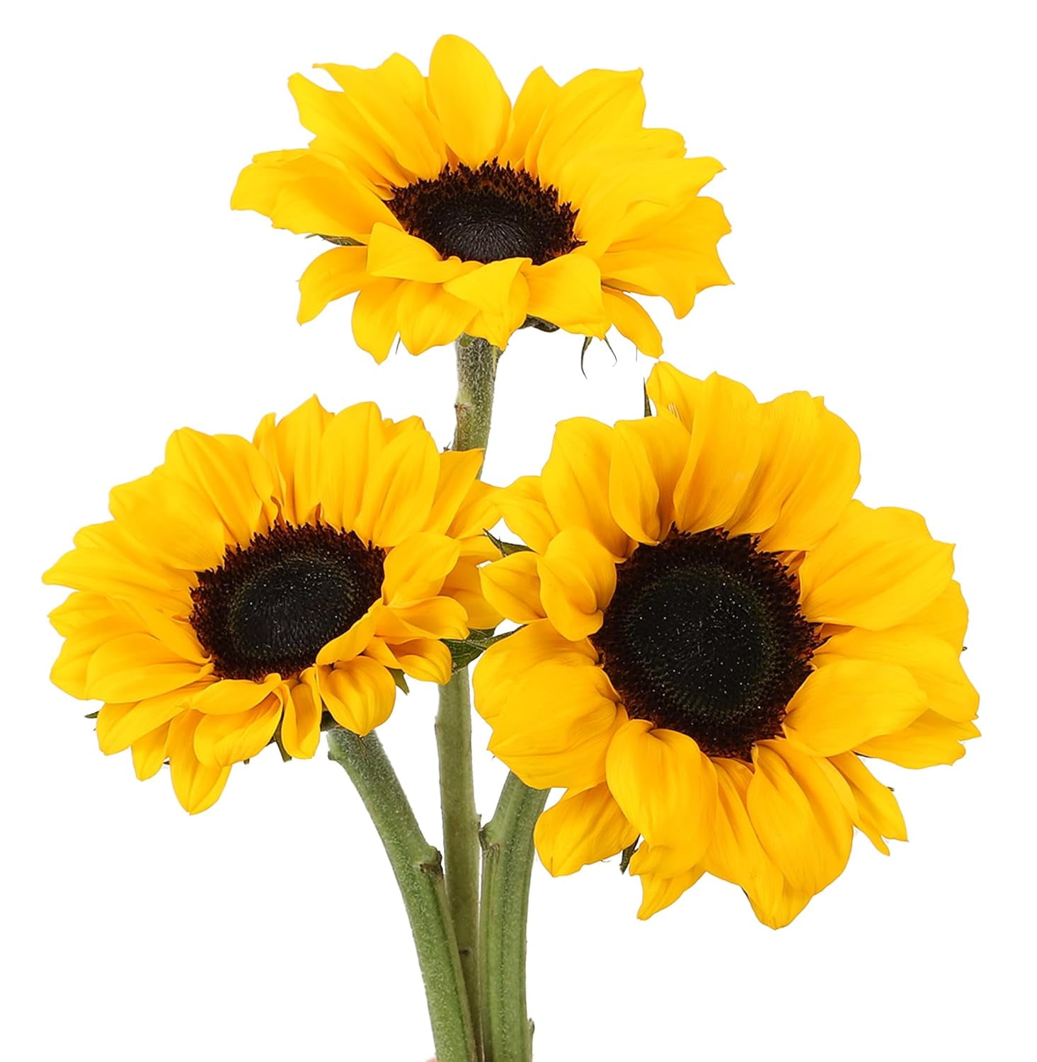 KaBloom Fresh Sunflower Bouquet (Yellow, 15 Stems) 6503z