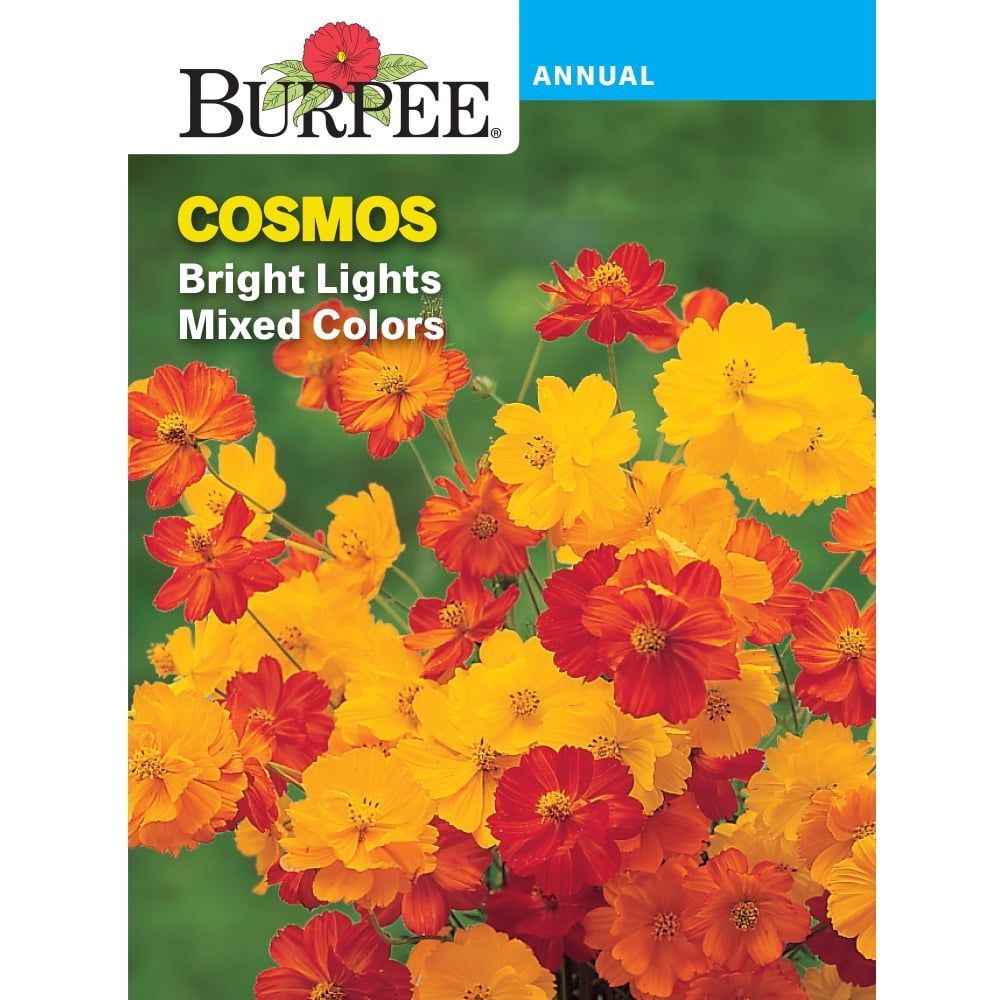 Burpee Bright Lights Mix Cosmos Annual Flower Seeds (Multi-Color, 36 in Height) 5vyio