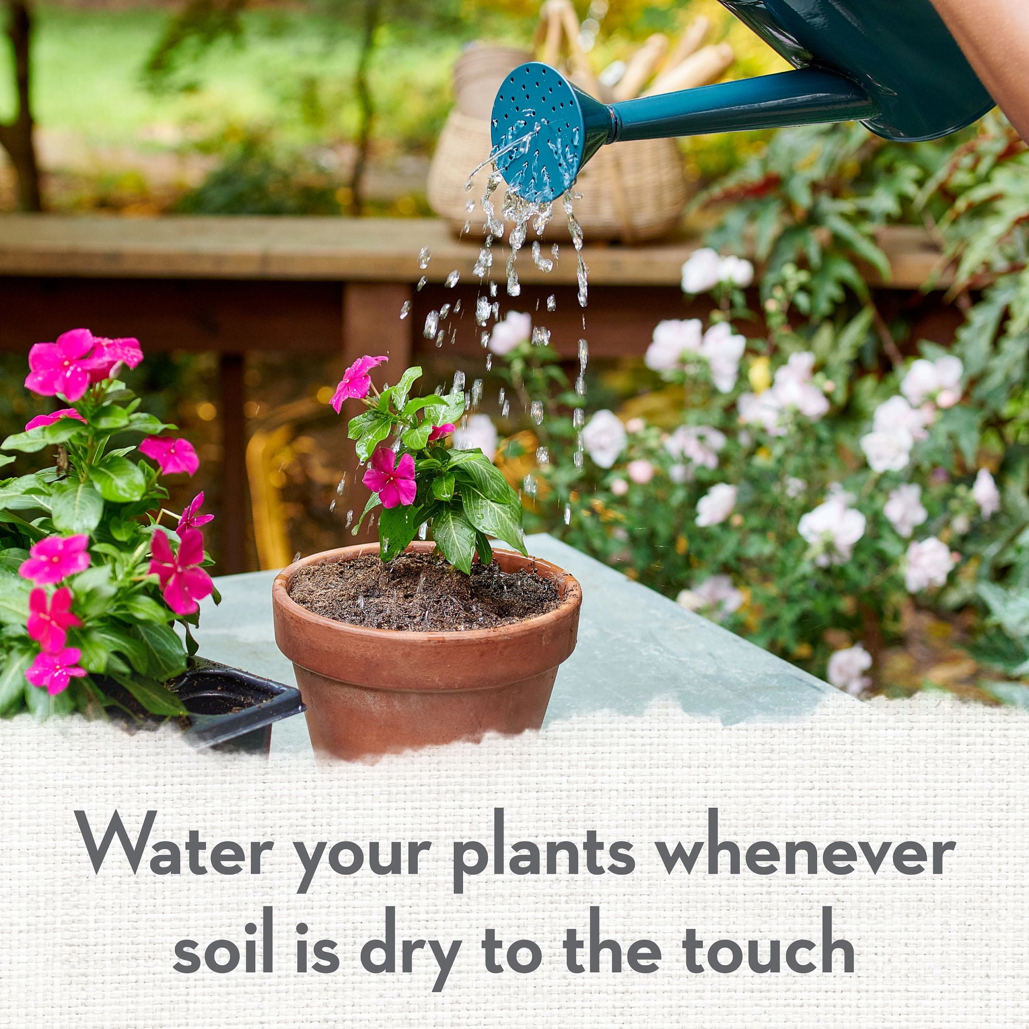 Whitney Farms Organic Potting Soil (Natural Nutrient-Rich Blend, 16 Dry qt) 3hofb