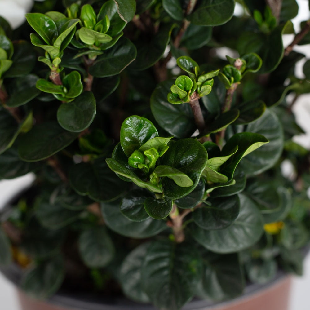 Southern Living Diamond Spire Gardenia Live Shrub (Creamy-White, 2.5 qt) ipiep