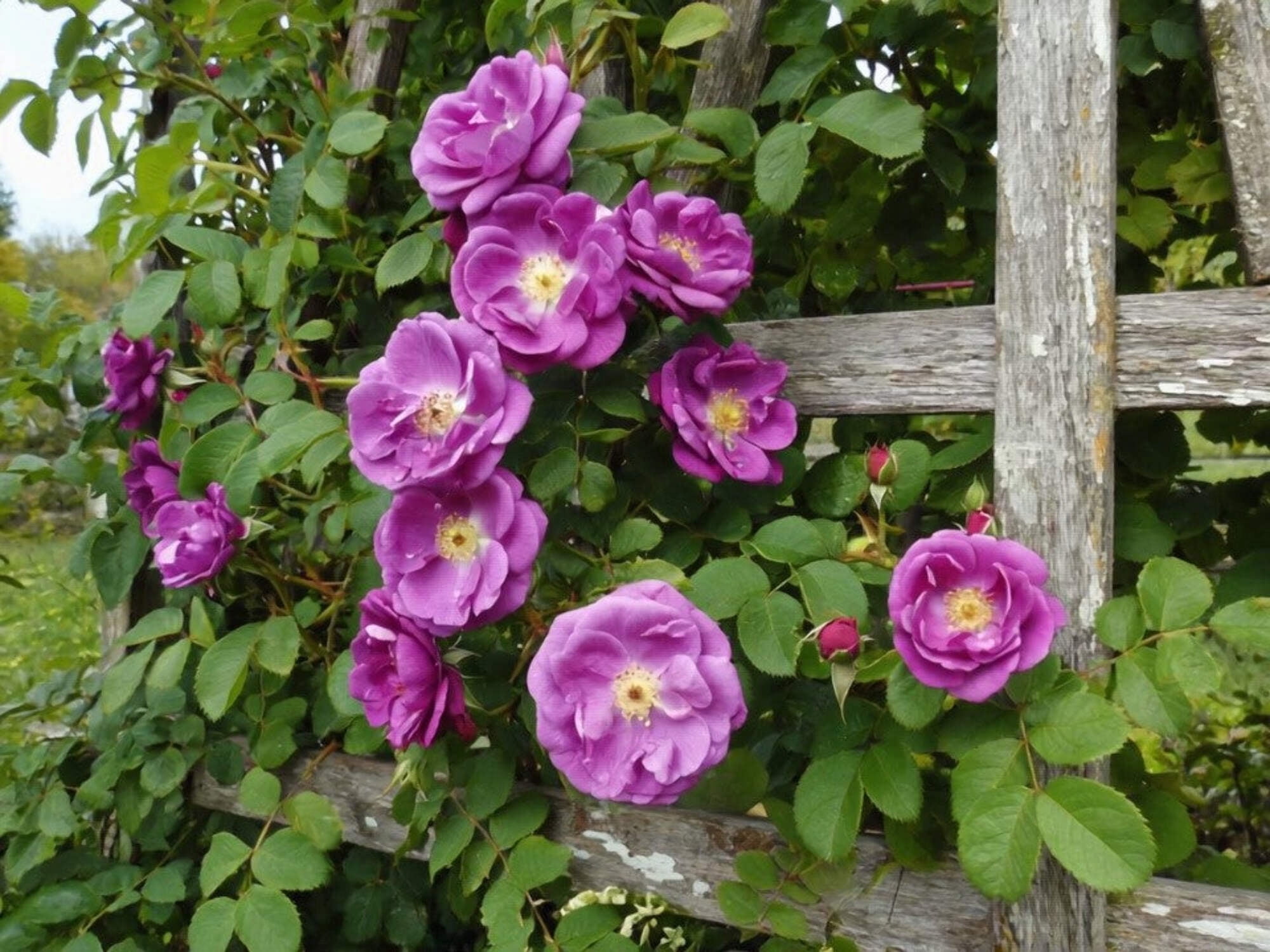 Seedville USA Purple Climbing Rose Flower Seeds (Fragrant Rosa Bush Vine, 5 Seeds) e0320