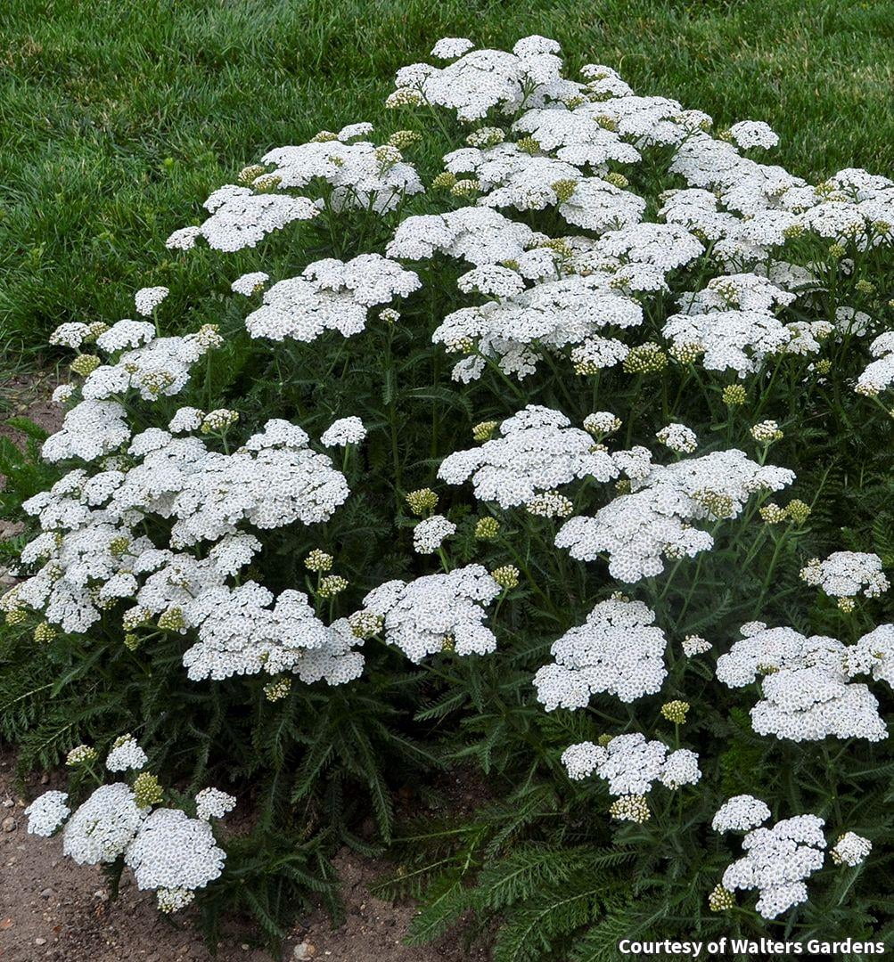 Proven Winners Firefly Diamond Yarrow Perennial Plant (White, 1 gal) kopie