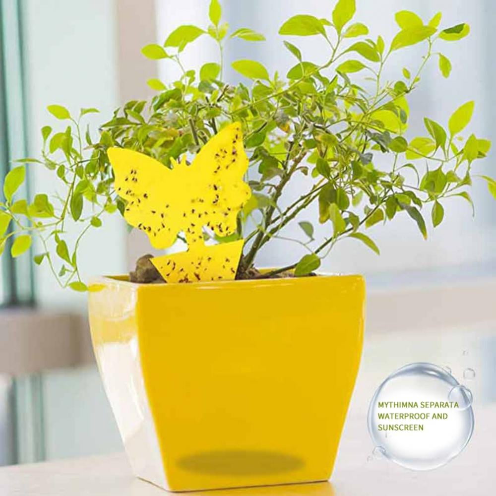 Generic Fruit Fly and Fungus Gnat Traps, Sticky Bug Catcher for Indoor and Outdoor Plant Protection (Yellow, 30 Pack) zyxyj