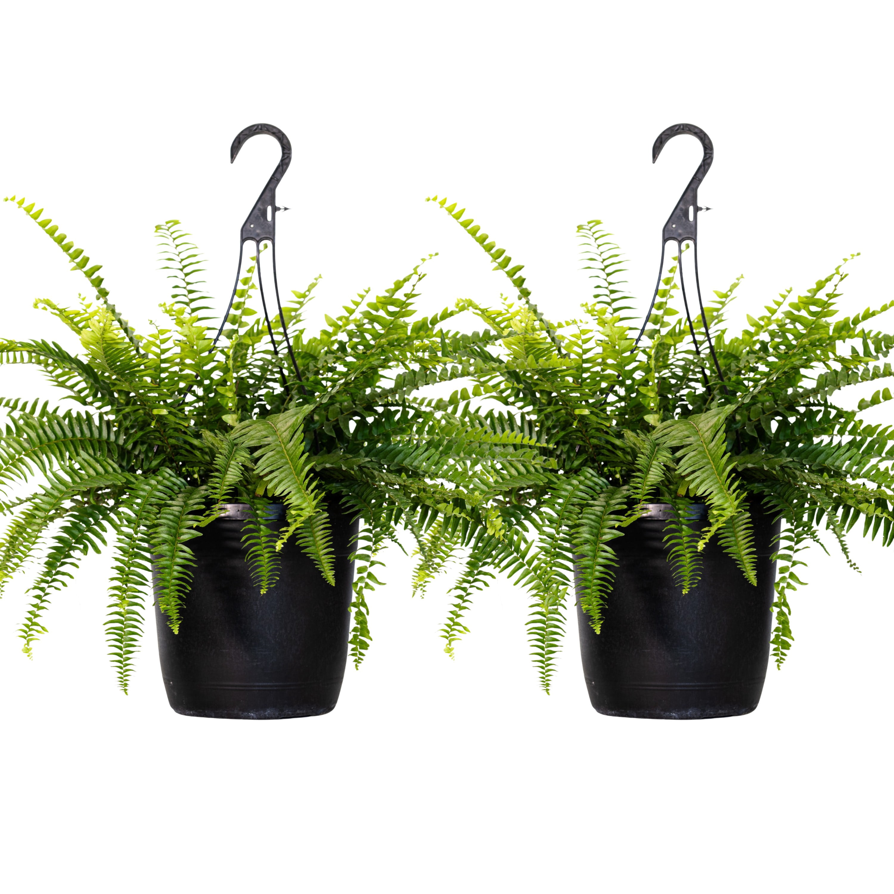 United Nursery Boston Fern Live Tropical Plant (Green, 2-Pack, 10 in Hanging Basket) sq7dl