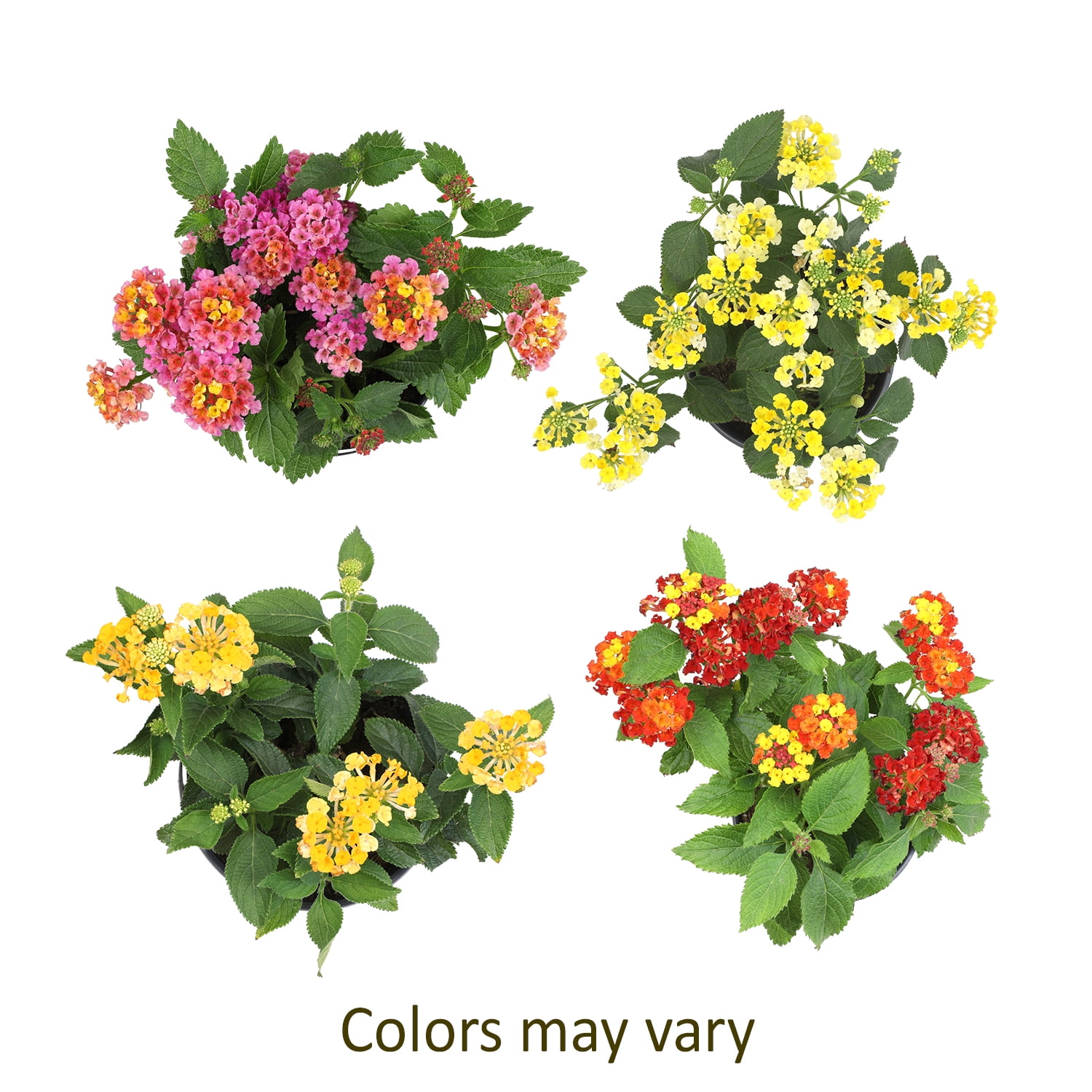 Expert Gardener Multicolor Lantana Drought Tolerant Live Plants (Full Sun, 1 Quart, 4 Count) laau8
